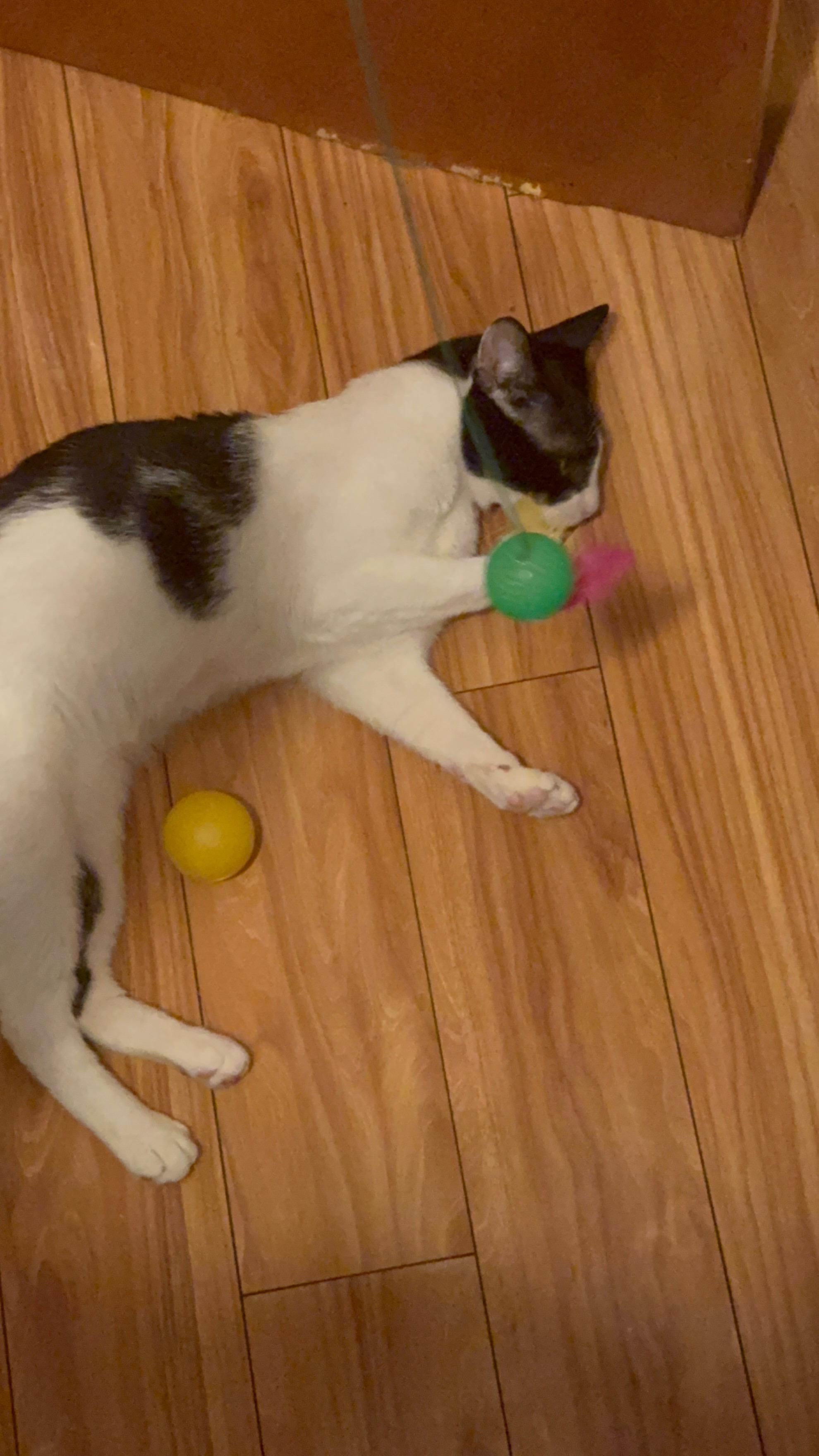 MooMoo, a Adoptable Domestic Short Hair in brooklyn, NY image 1/5