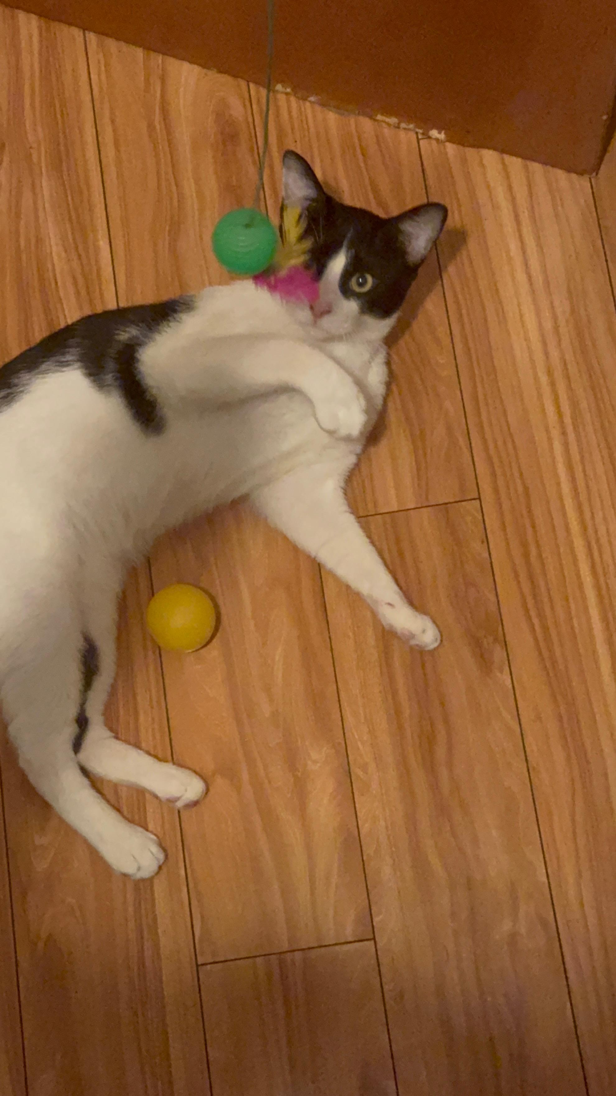 MooMoo, a Adoptable Domestic Short Hair in brooklyn, NY image 2/5