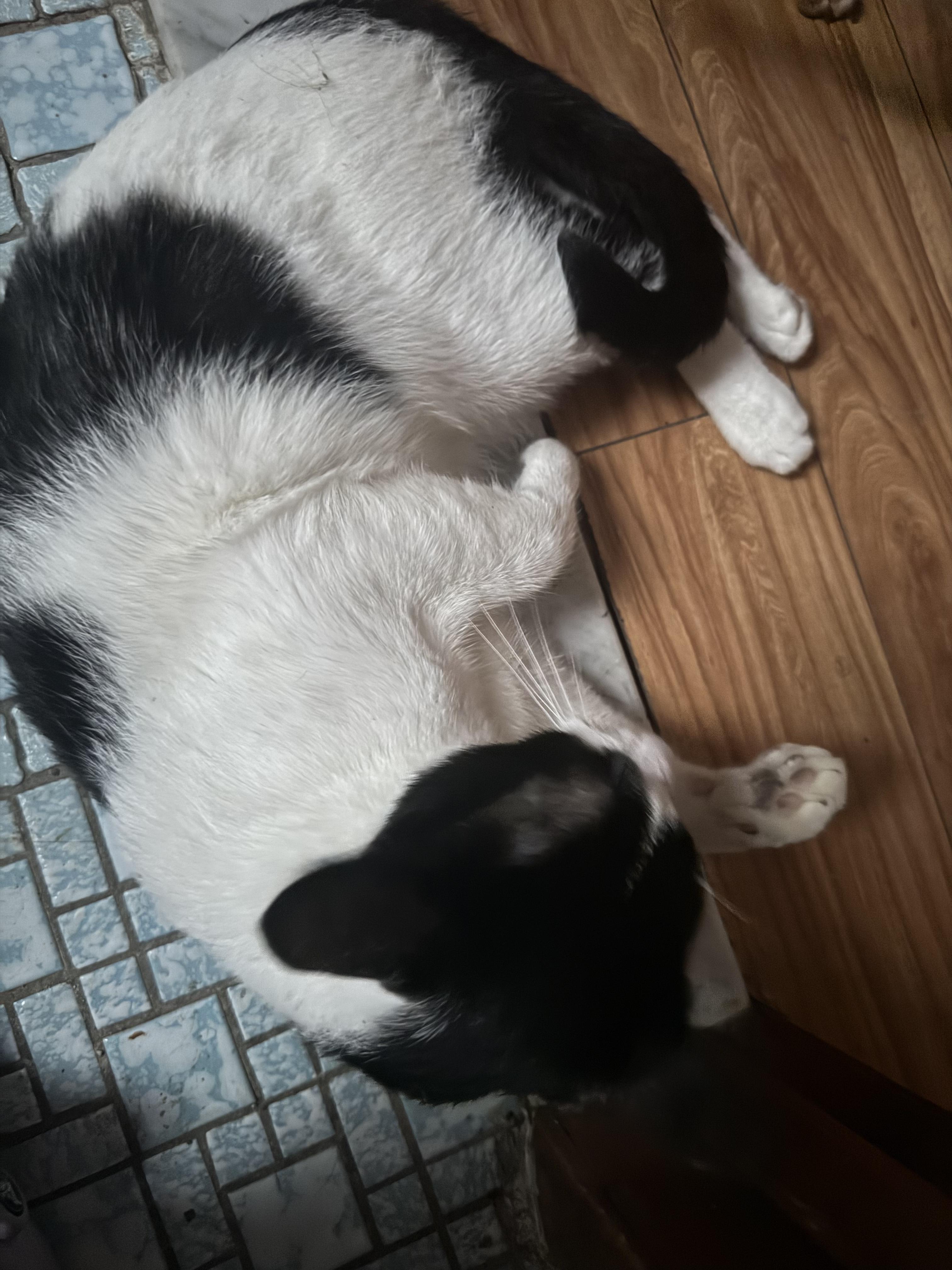 MooMoo, a Adoptable Domestic Short Hair in brooklyn, NY image 3/5