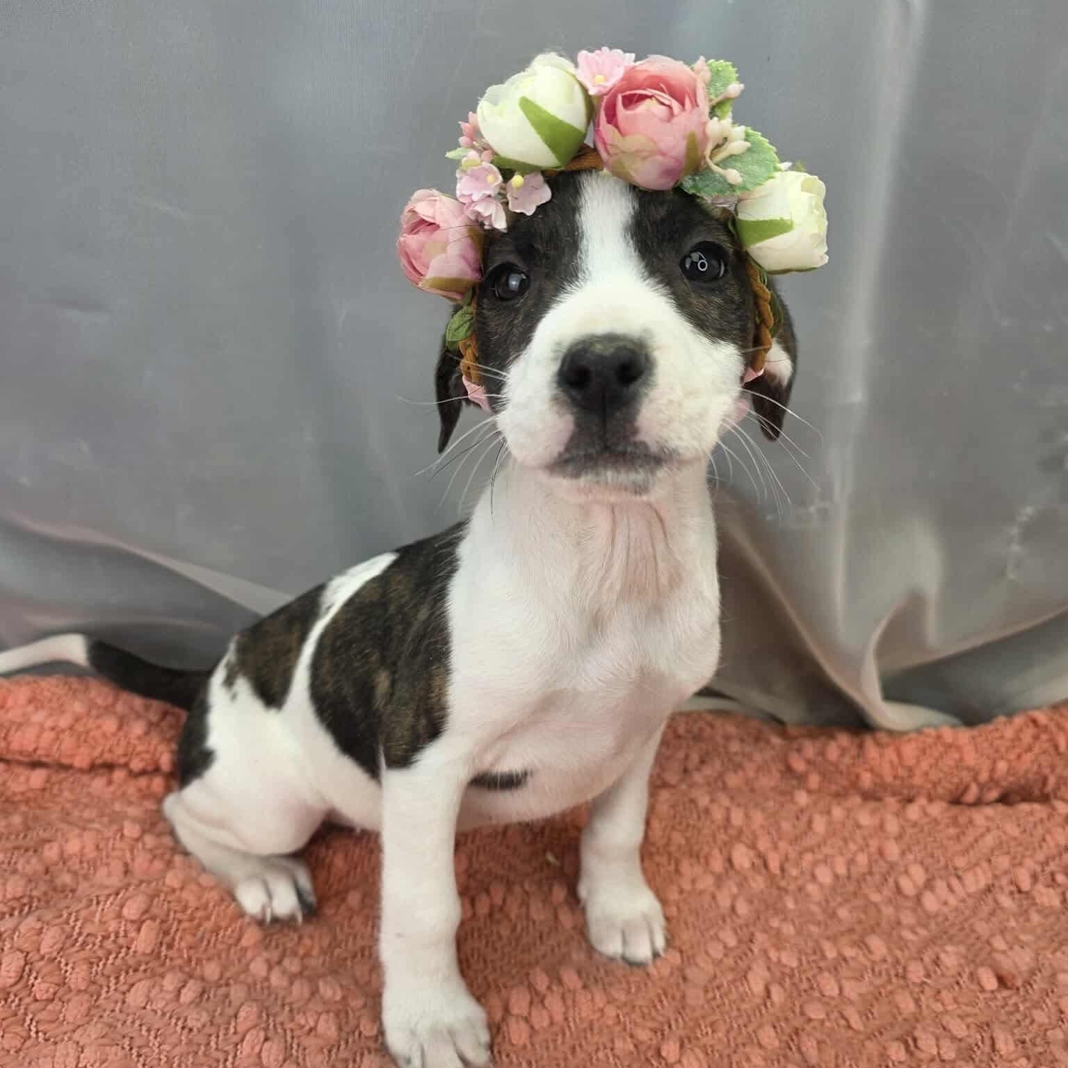 Sheila, Adoptable, Puppy Female Australian Cattle Dog / Blue Heeler & Boxer.
