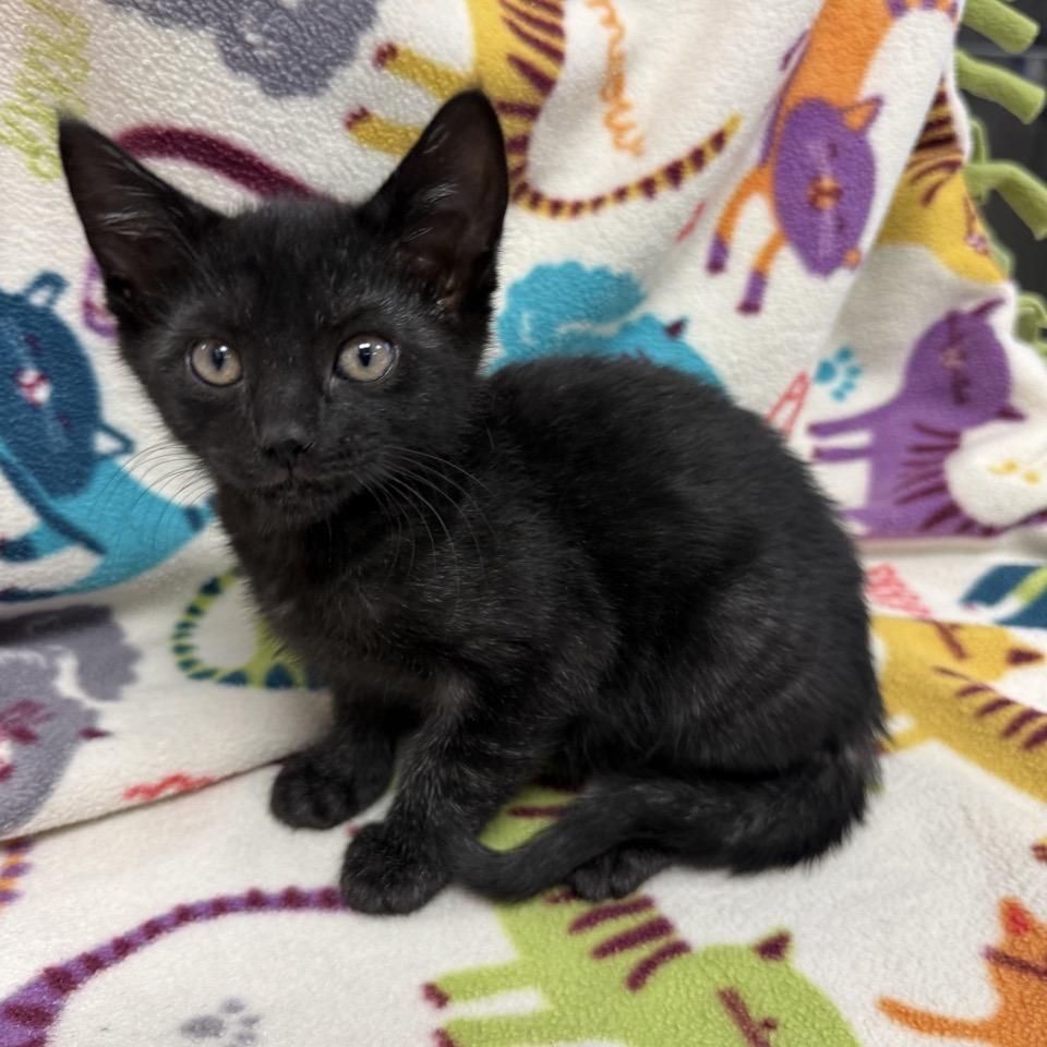 Lucie, Adoptable, Kitten Female Domestic Short Hair.