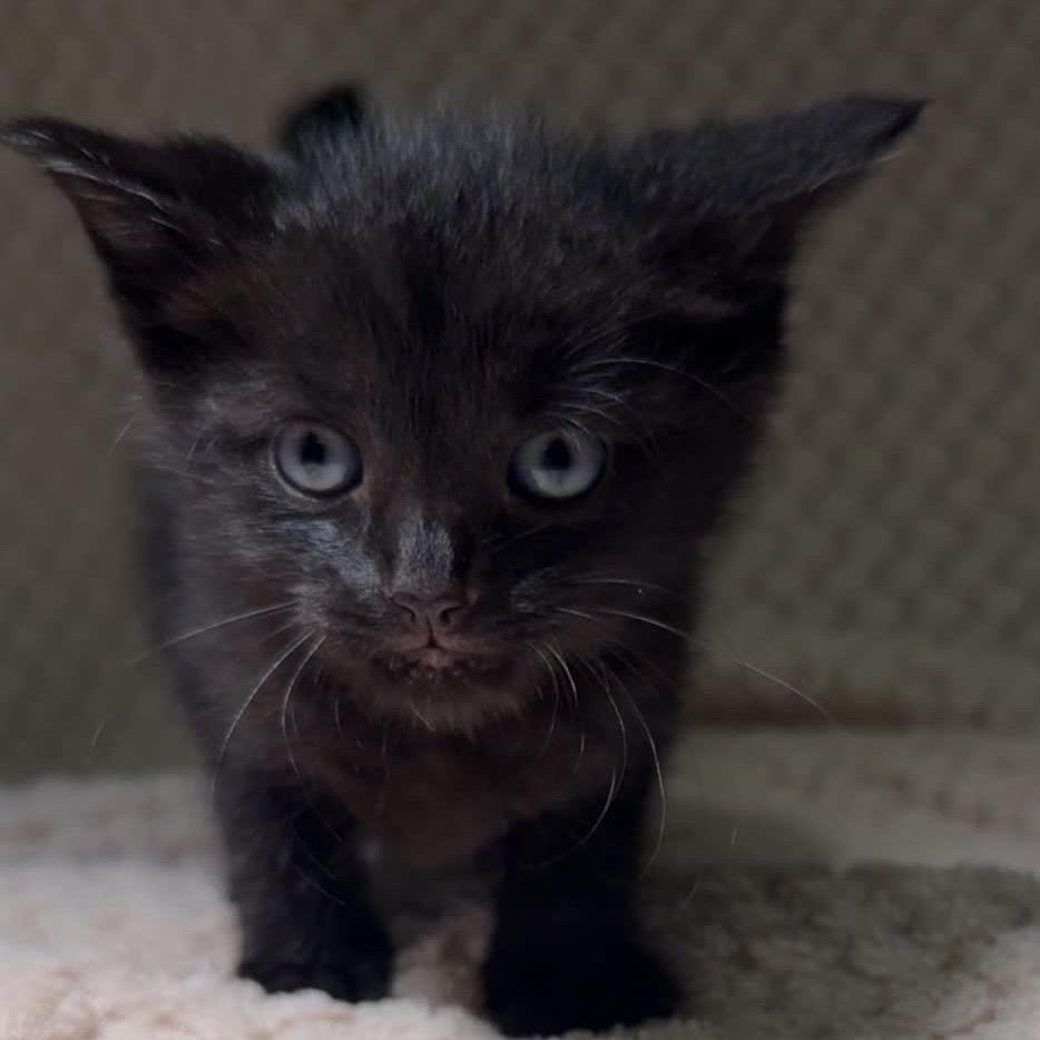 Enlarge Lucie, a Adoptable Domestic Short Hair in North Canton, OH image 2/2