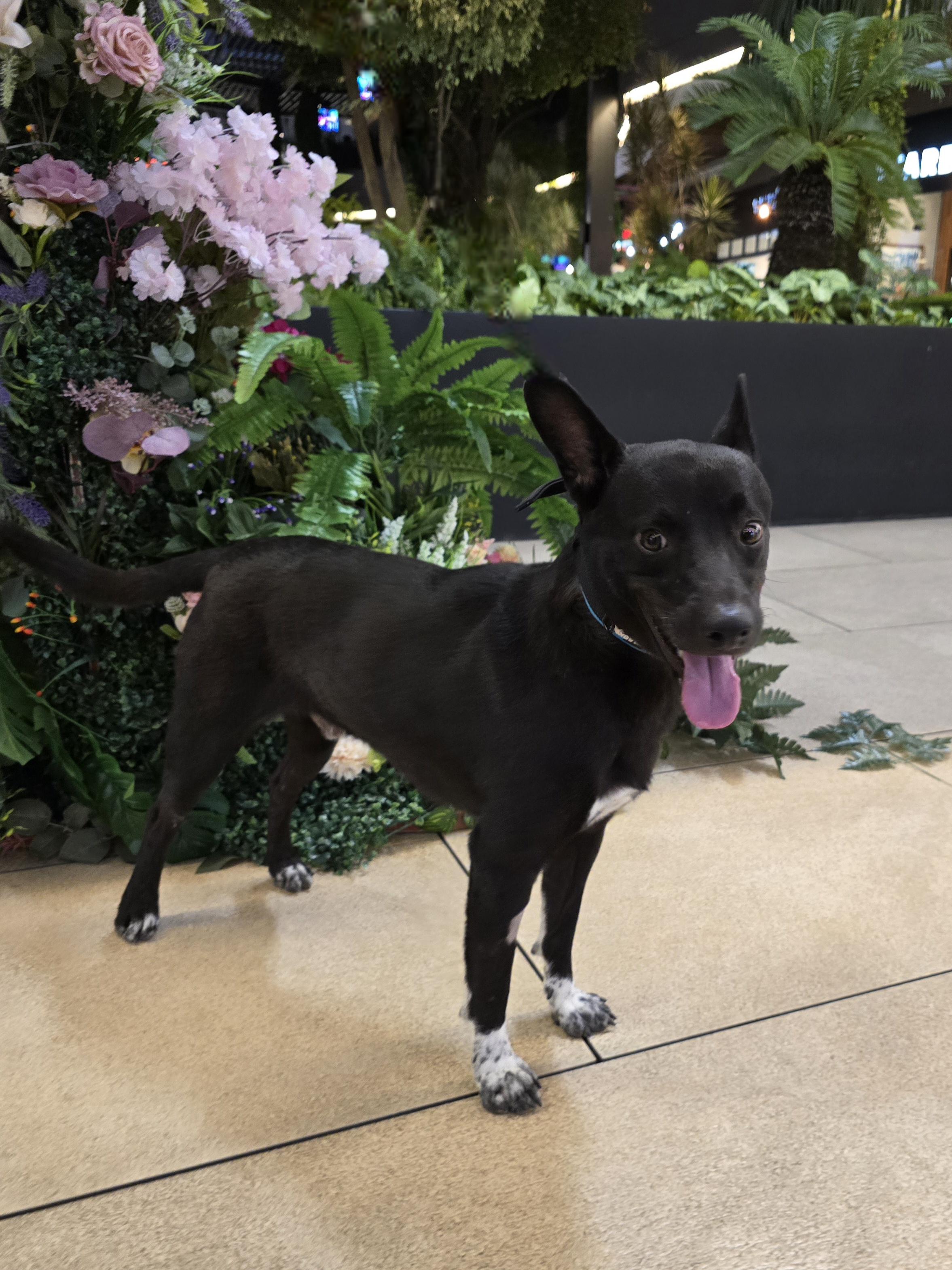 Enlarge Paulino, a Adopted mixed breed in San Francisco, CA image 1/4