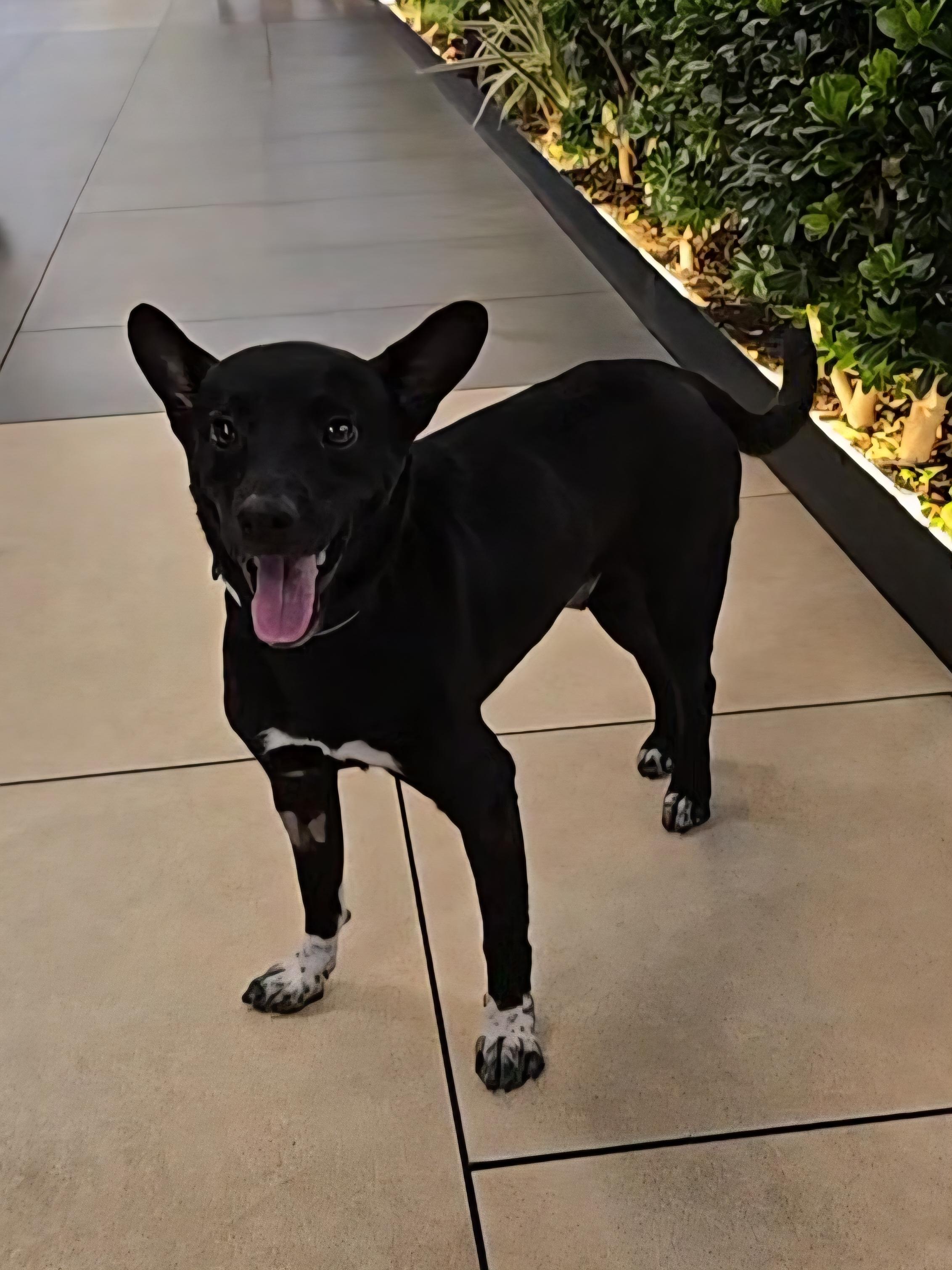 Enlarge Paulino, a Adopted mixed breed in San Francisco, CA image 2/4