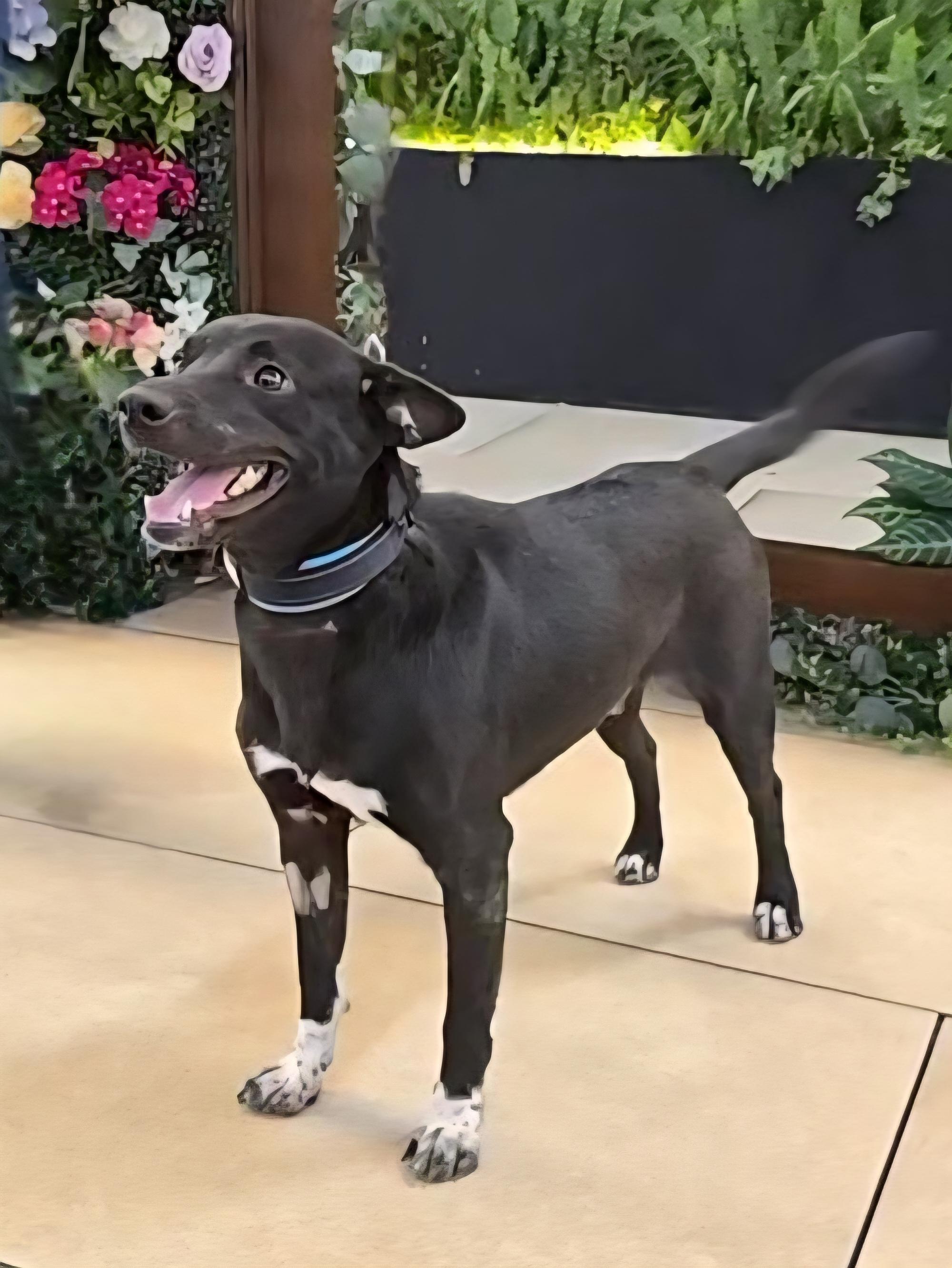 Enlarge Paulino, a Adopted mixed breed in San Francisco, CA image 3/4