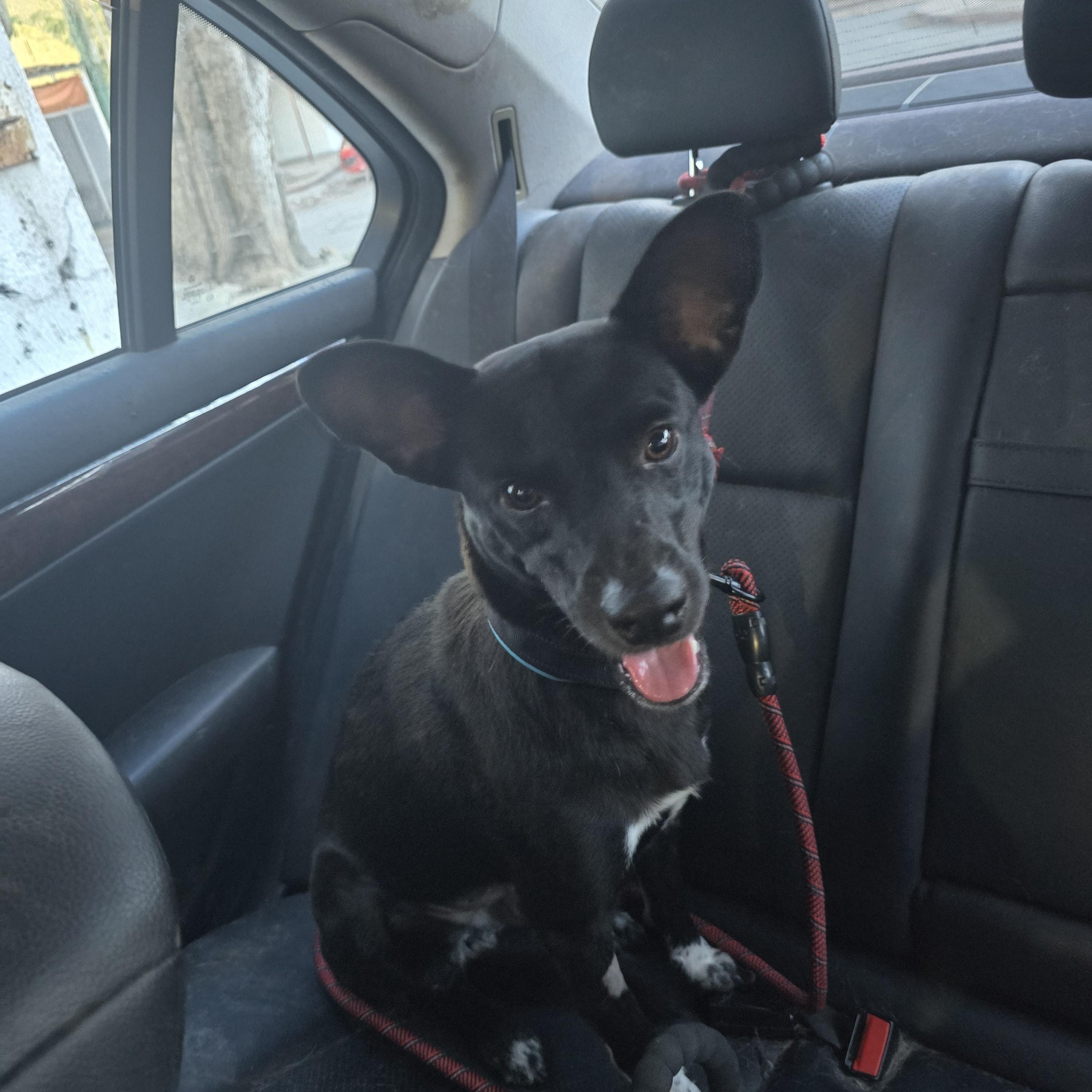 Enlarge Paulino, a Adopted mixed breed in San Francisco, CA image 4/4