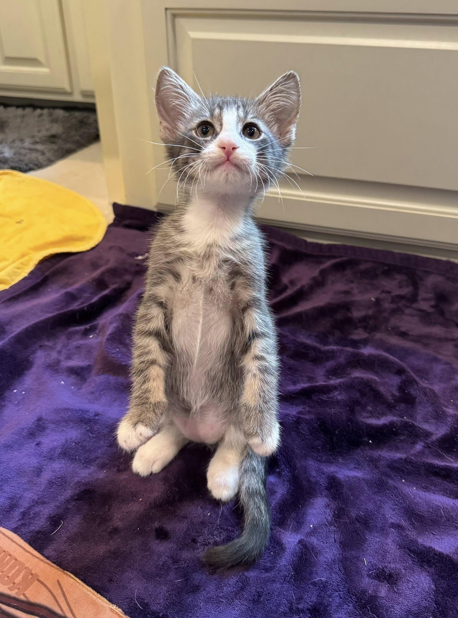 Enlarge Napi, a Adoptable Domestic Short Hair in Flint, TX image 1/4