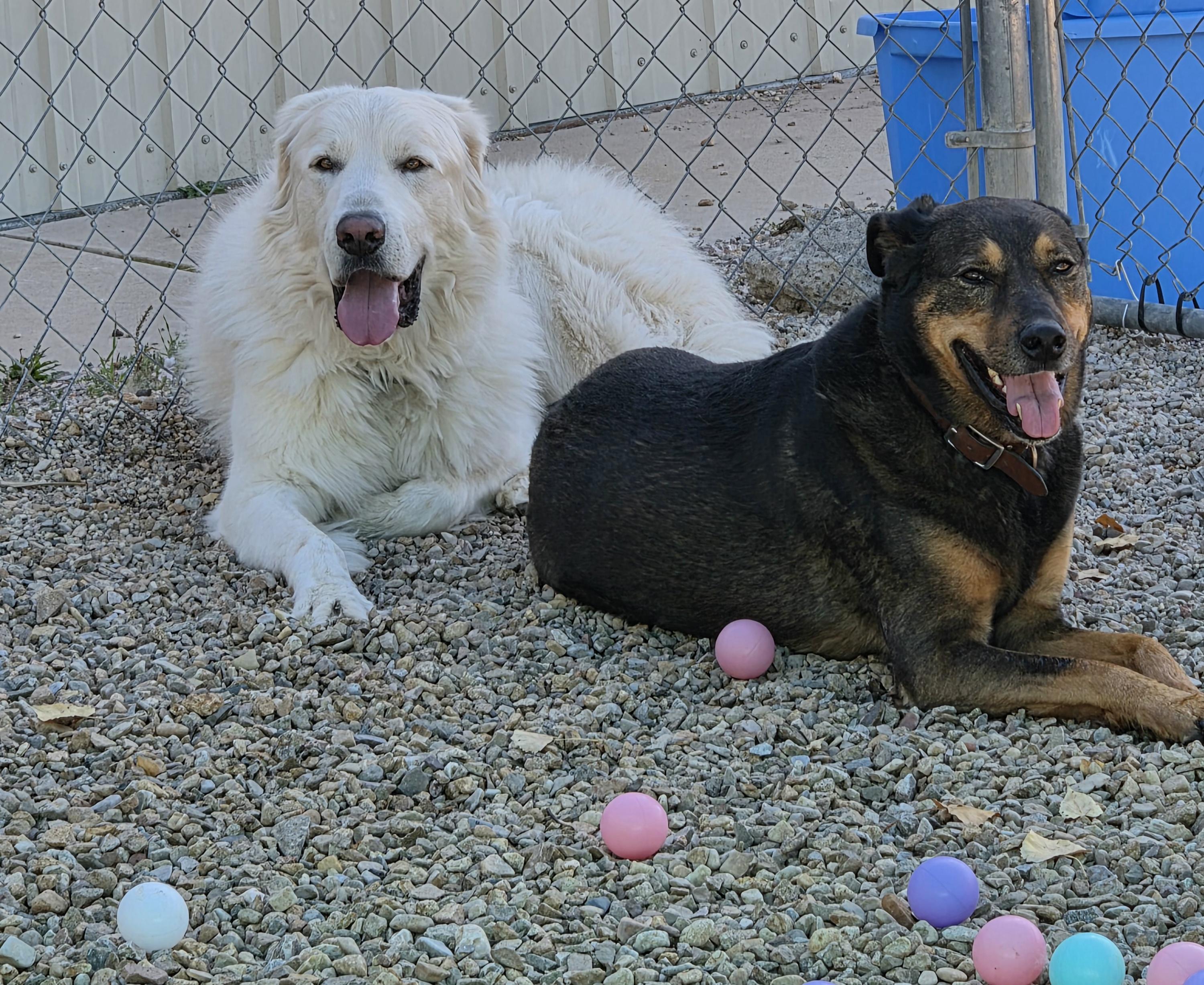 Enlarge Yeti and Ace, a Adoptable mixed breed in Newcastle, WY image 1/1