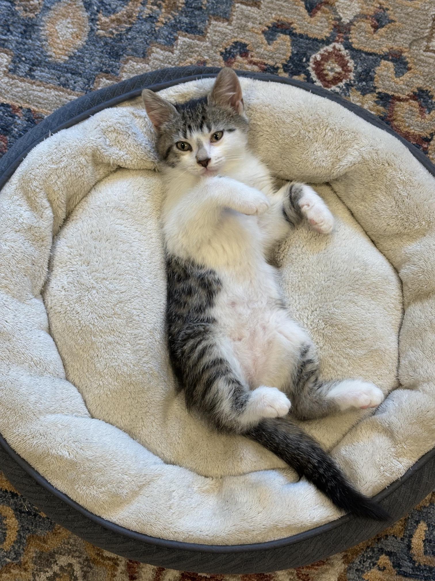 Enlarge Echo & Finny, a ADOPTABLE Domestic Short Hair in Philadelphia, PA image 6/6