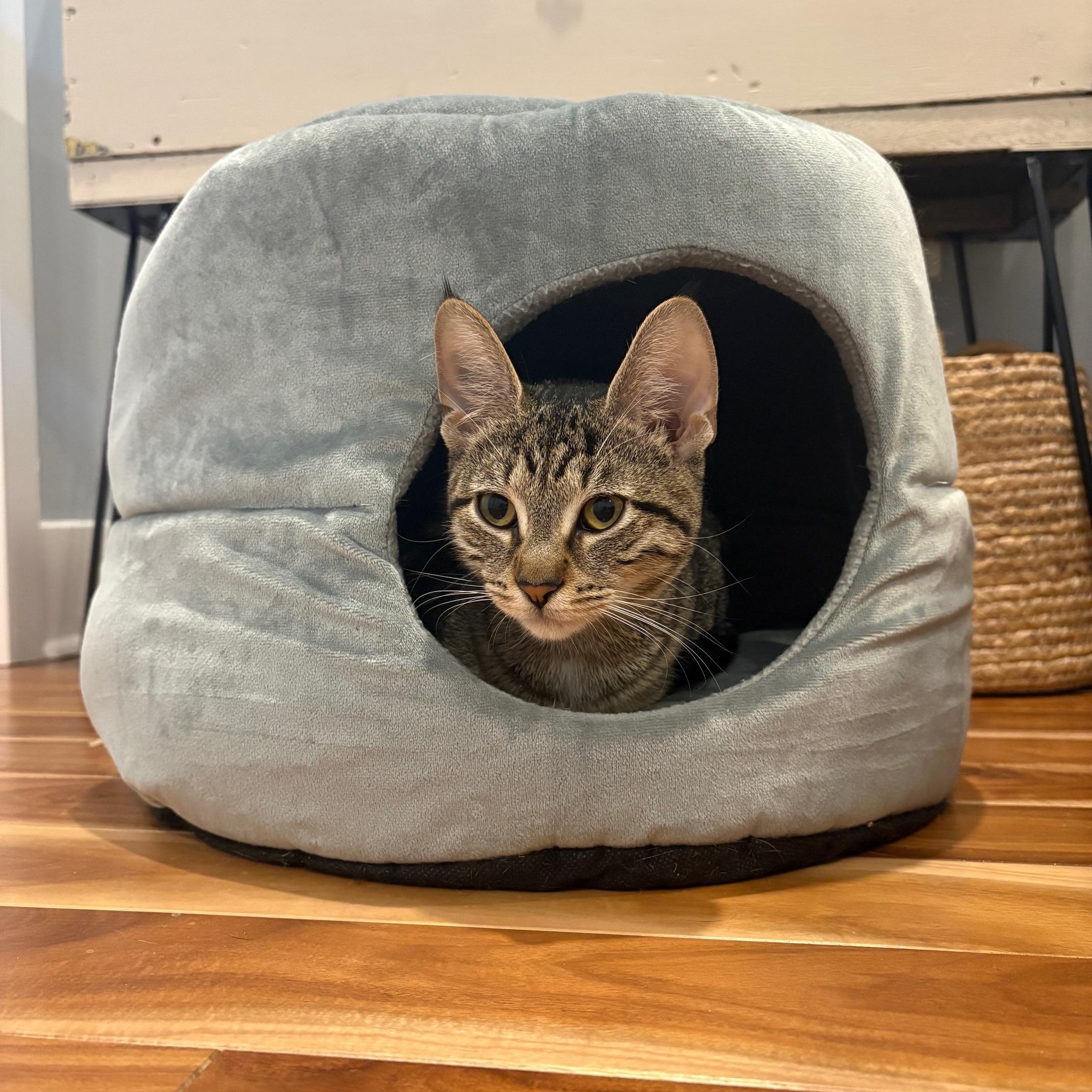 Echo, ADOPTABLE, Adult Female Domestic Short Hair.