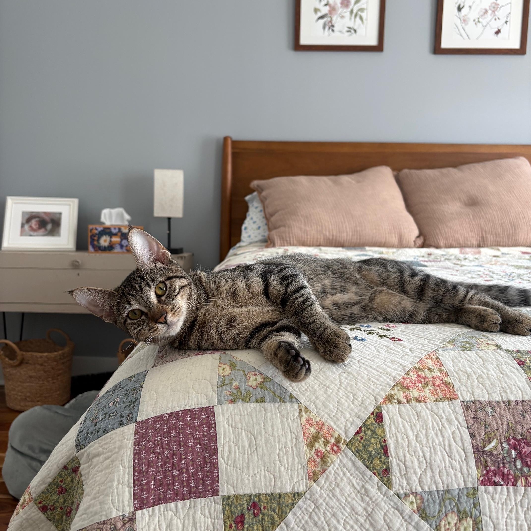 Enlarge Echo, a ADOPTABLE Domestic Short Hair in Philadelphia, PA image 5/5