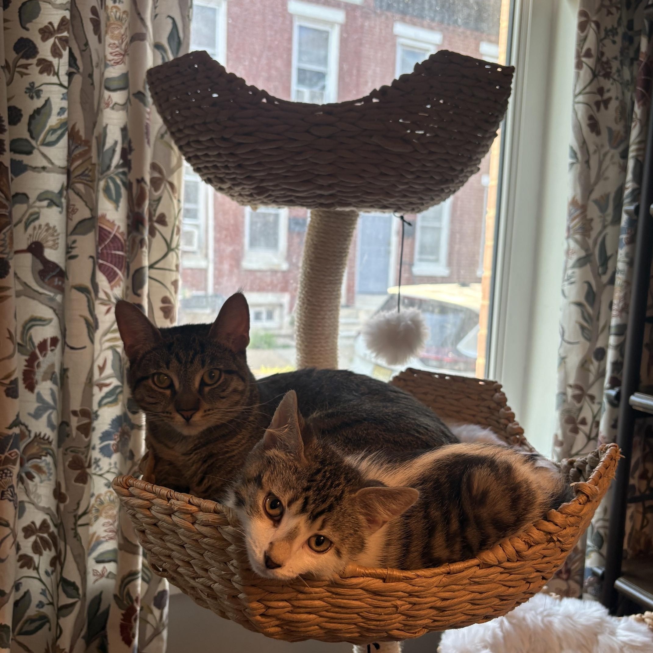 Enlarge Echo & Finny, a ADOPTABLE Domestic Short Hair in Philadelphia, PA image 2/6