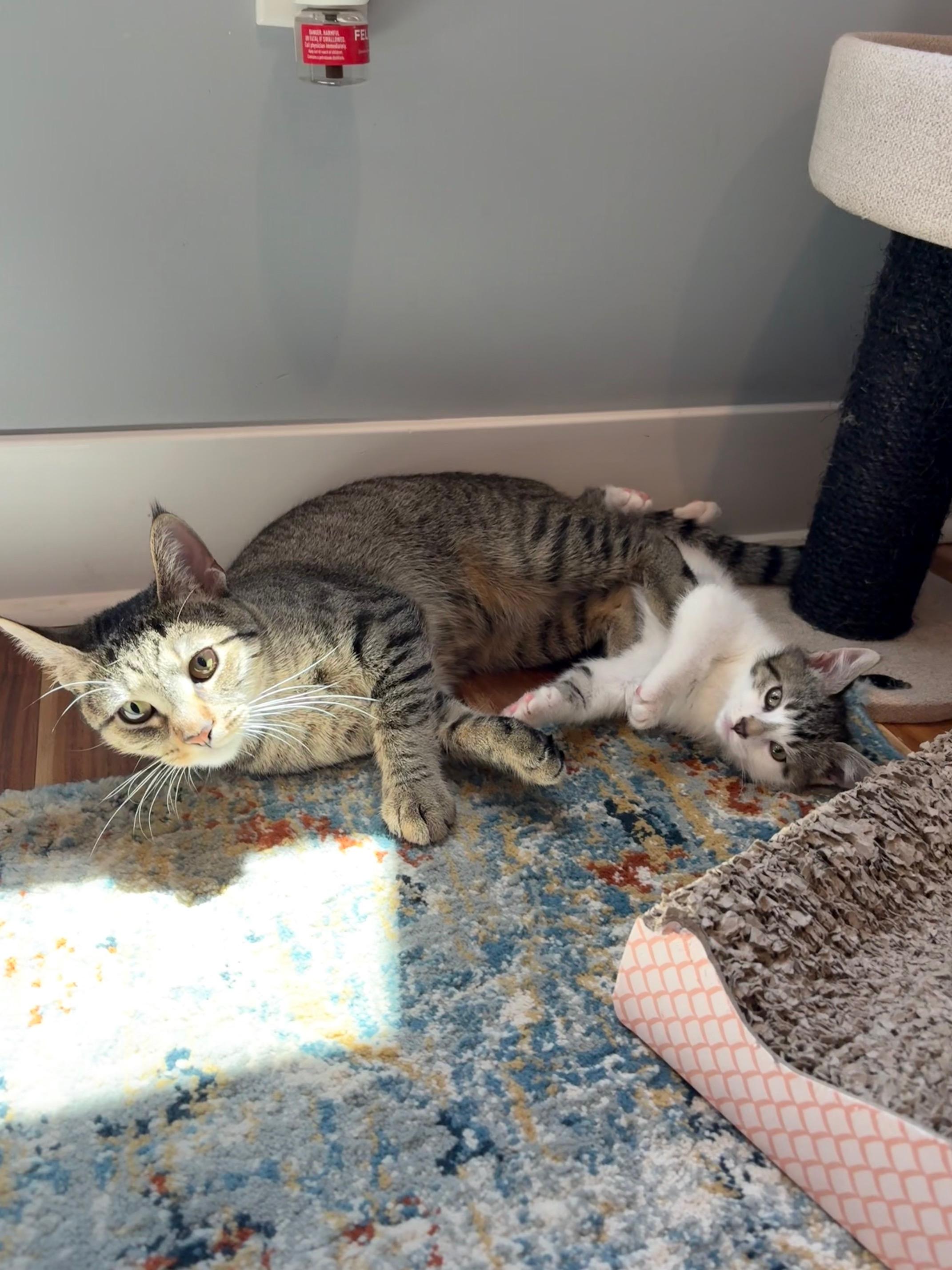 Echo & Finny, ADOPTABLE, Adult Female Domestic Short Hair.