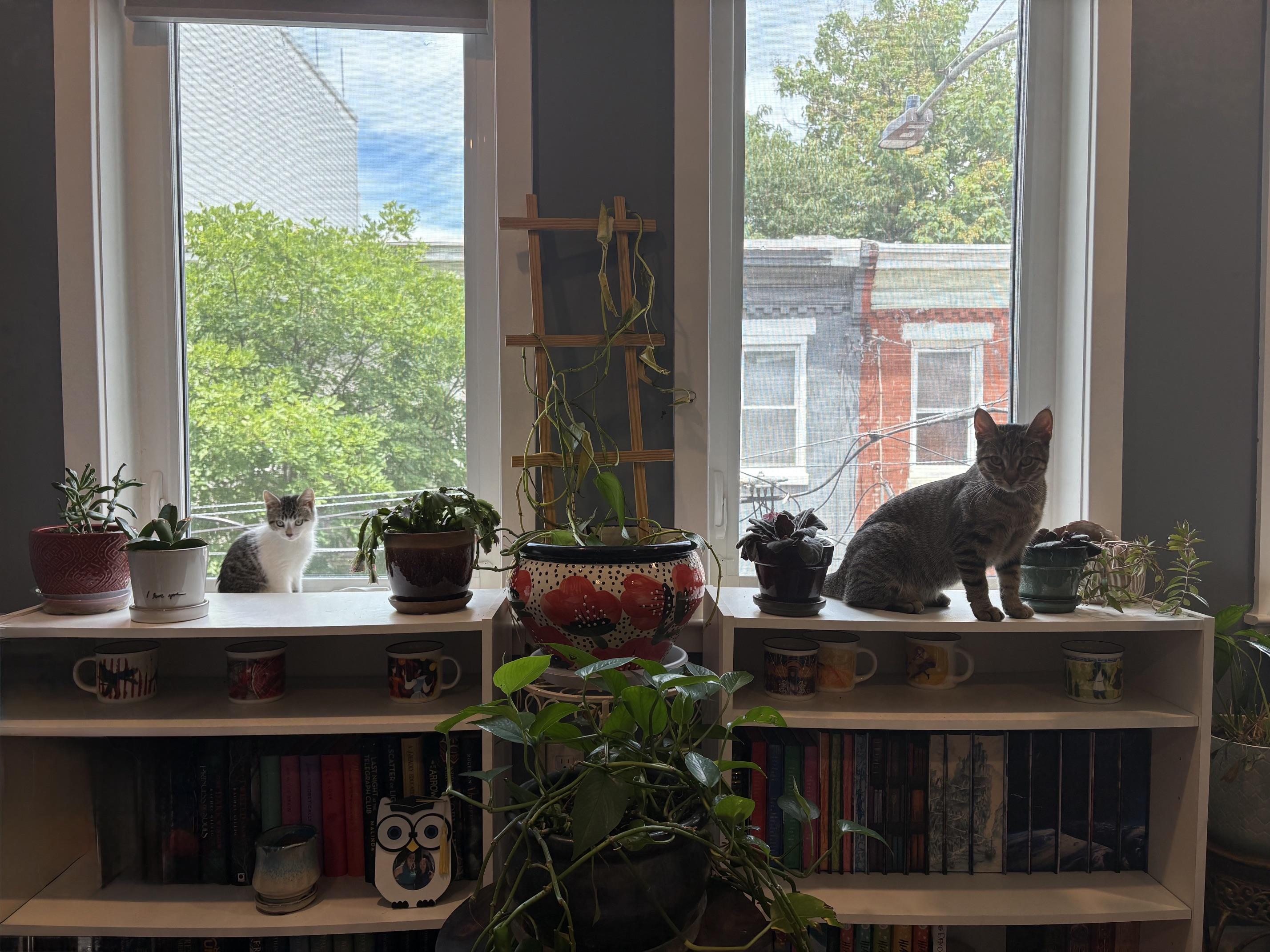 Enlarge Echo & Finny, a ADOPTABLE Domestic Short Hair in Philadelphia, PA image 3/6