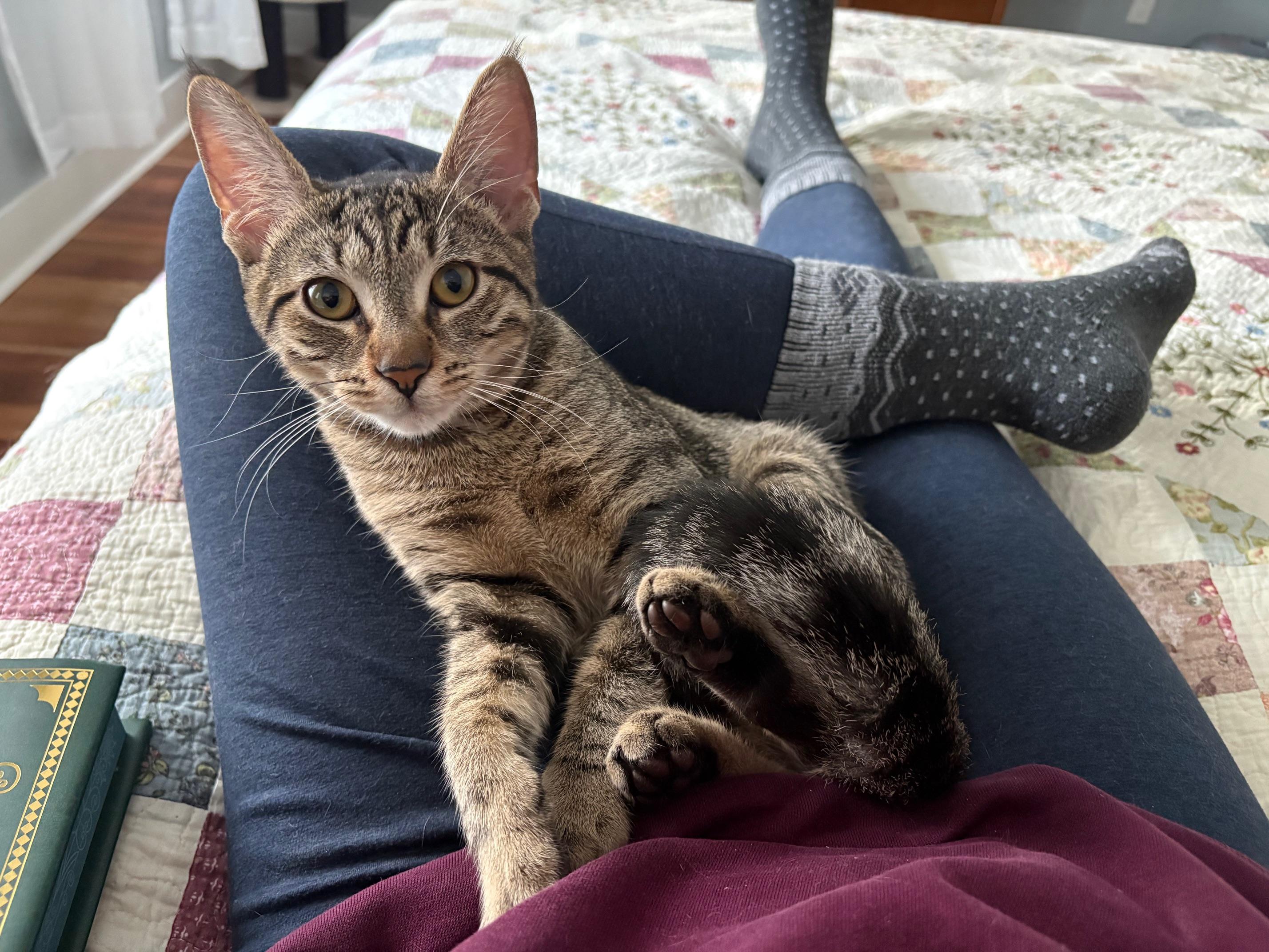 Enlarge Echo, a ADOPTABLE Domestic Short Hair in Philadelphia, PA image 4/5