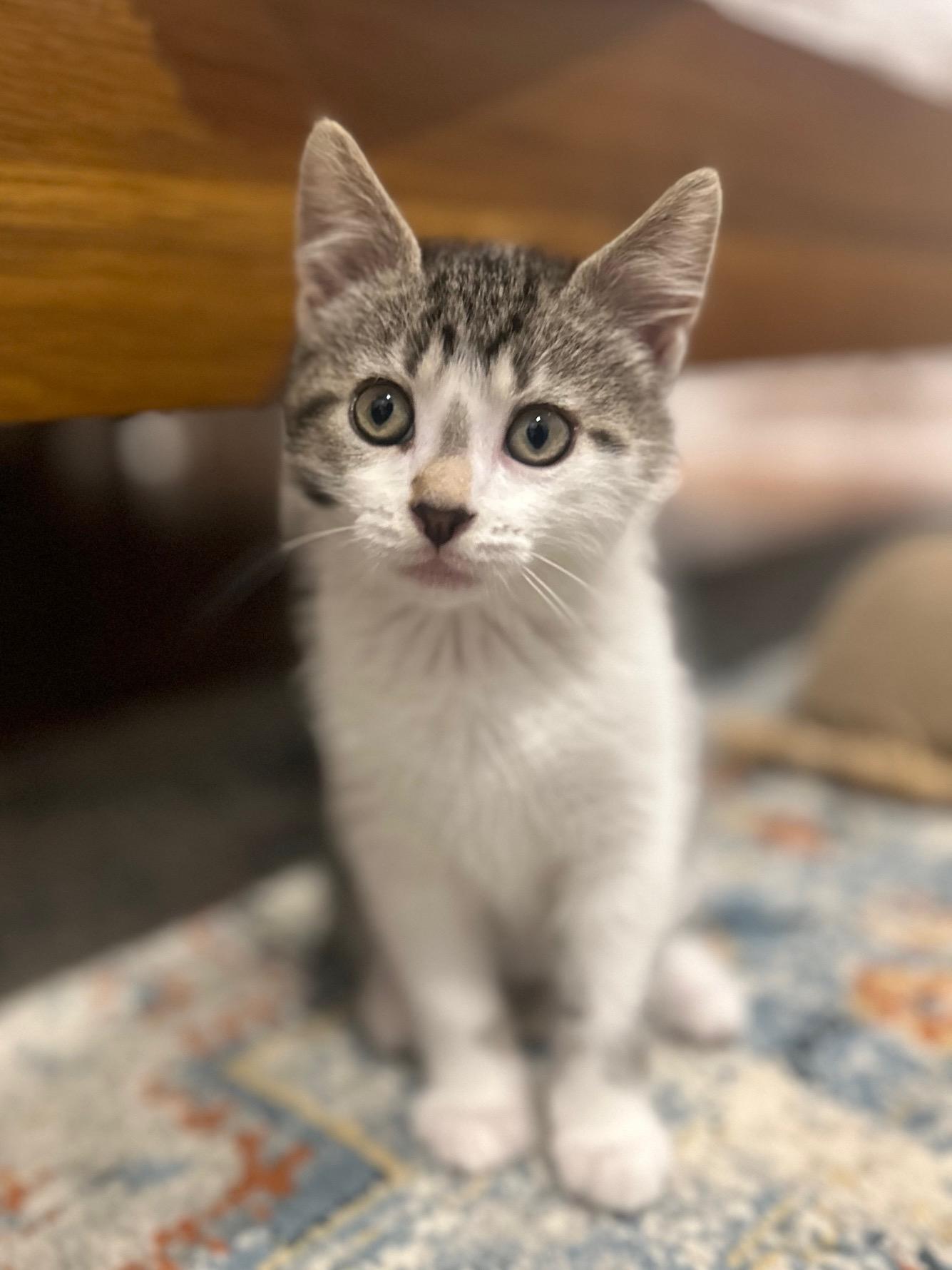 Enlarge Echo & Finny, a ADOPTABLE Domestic Short Hair in Philadelphia, PA image 5/6