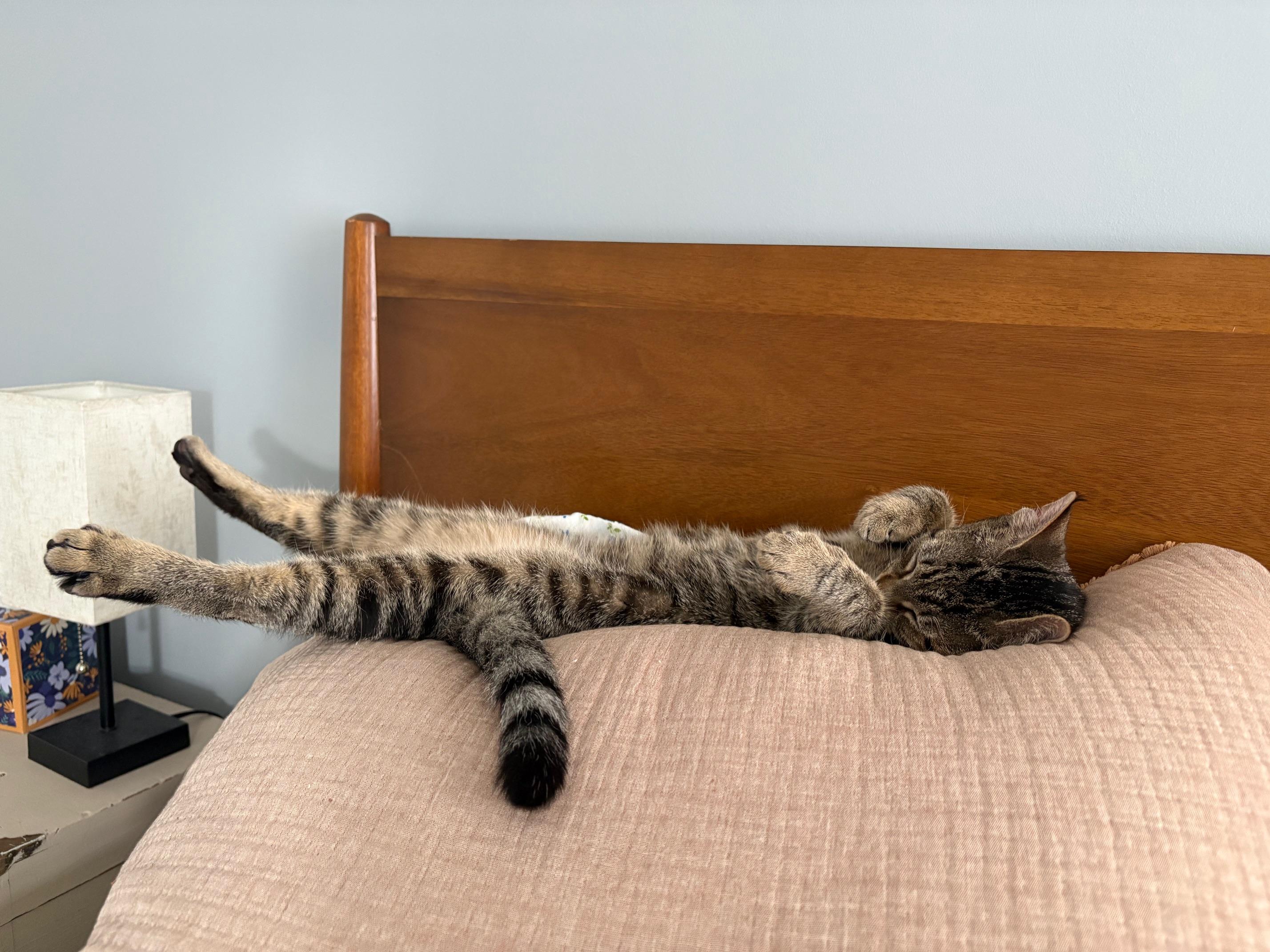 Enlarge Echo, a ADOPTABLE Domestic Short Hair in Philadelphia, PA image 2/5