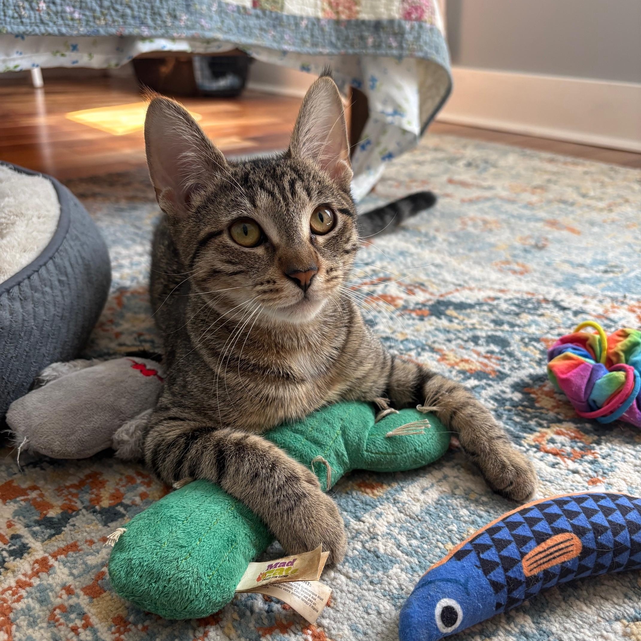 Enlarge Echo, a ADOPTABLE Domestic Short Hair in Philadelphia, PA image 3/5