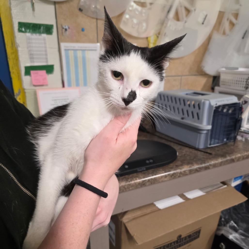 Enlarge Heffalump, a Adoptable Domestic Short Hair in Eureka Springs, AR image 1/1