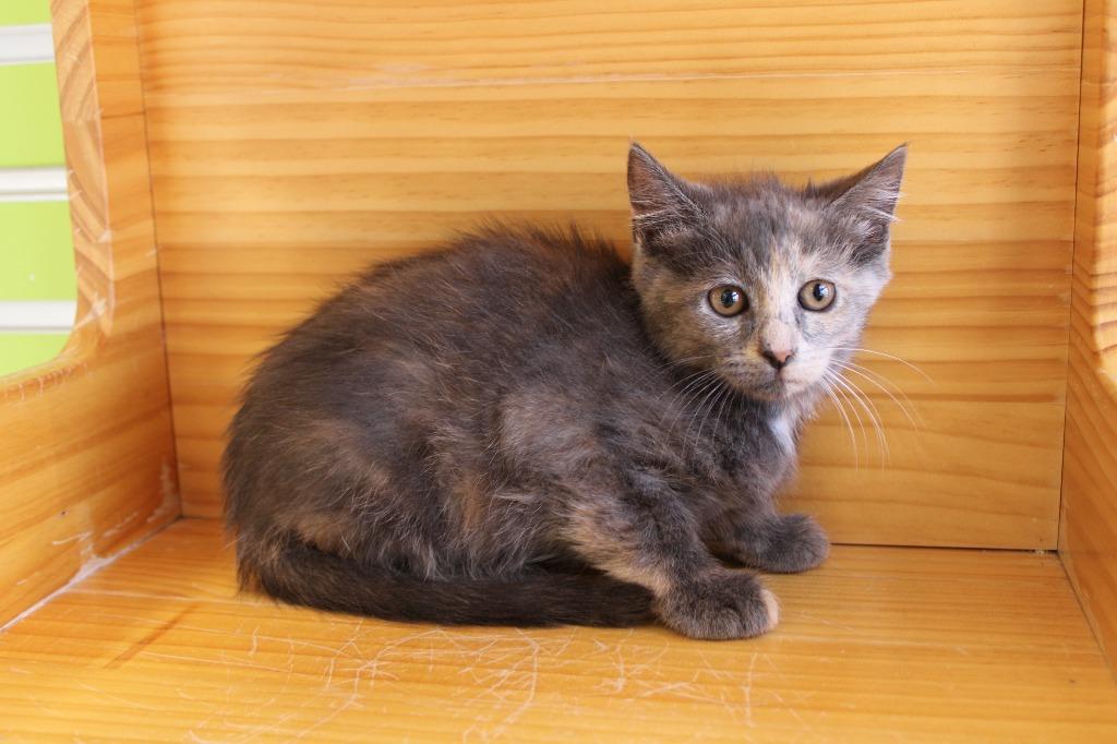 Isolde — thumbnail 2