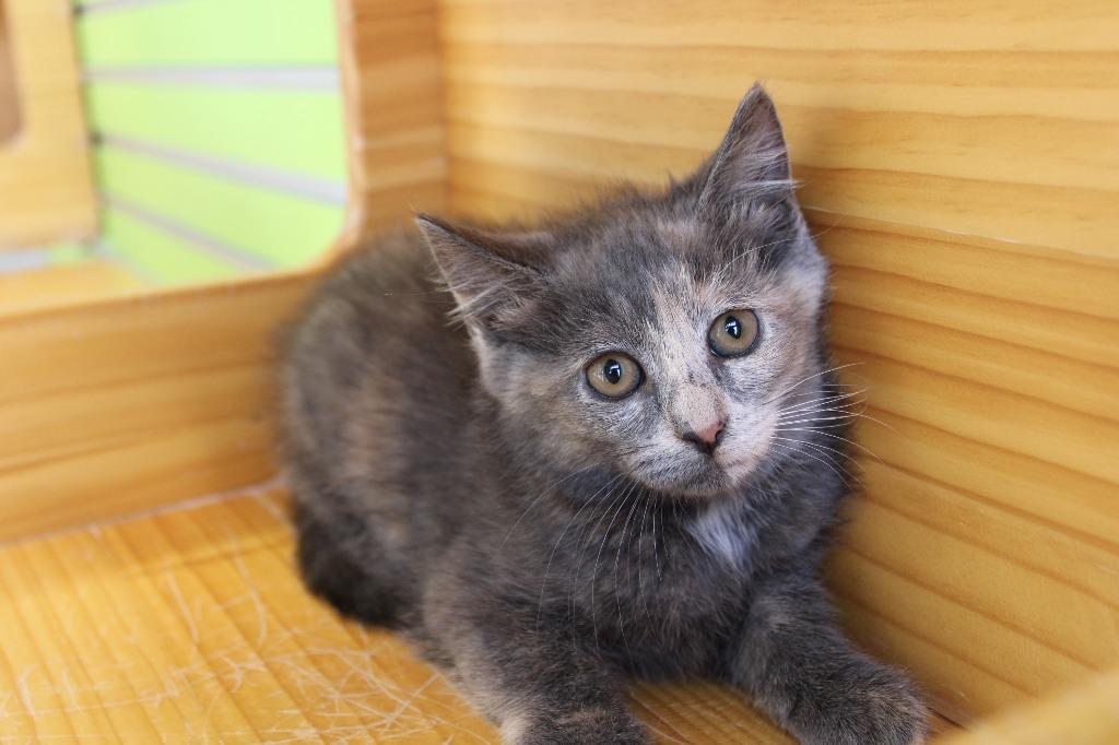 Isolde — thumbnail 3