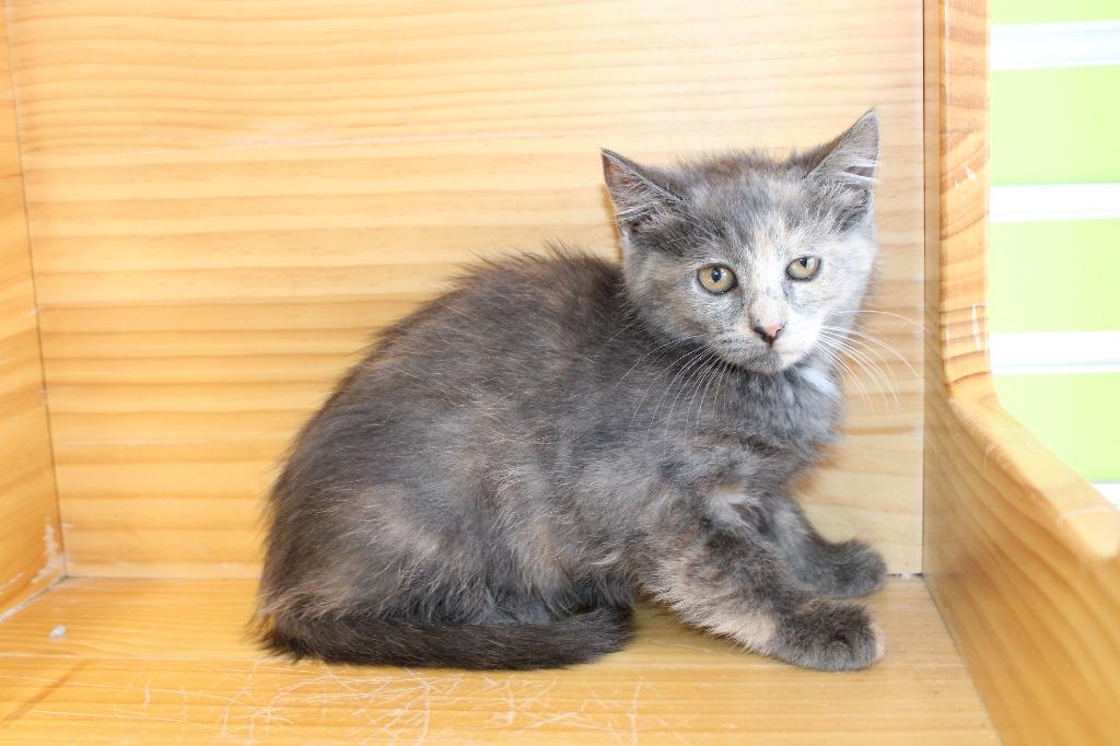 Isolde — thumbnail 4