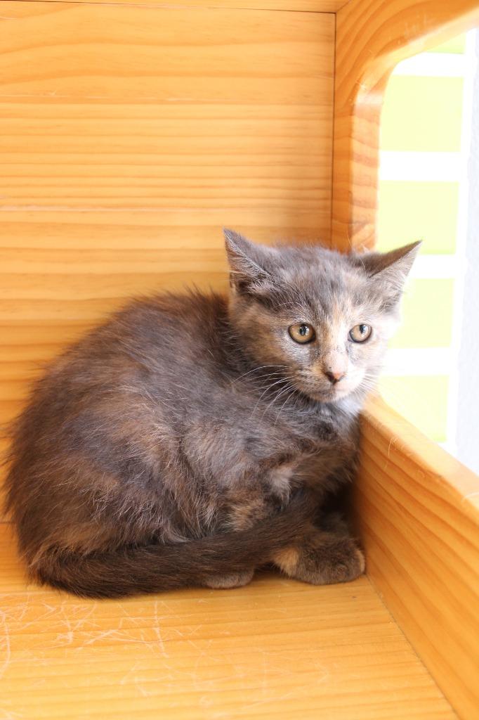 Isolde — thumbnail 5