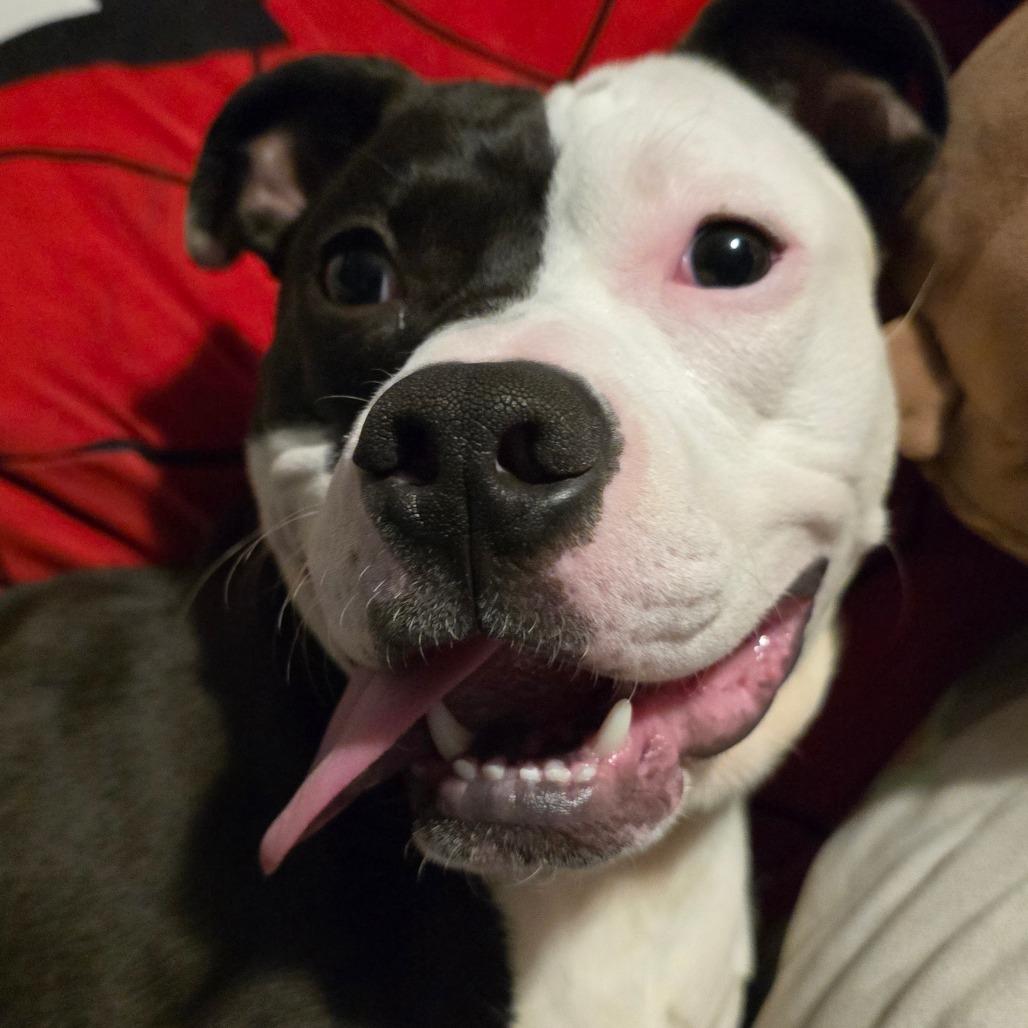 Enlarge Sid, a Adoptable mixed breed in Grand Rapids, MI image 1/6