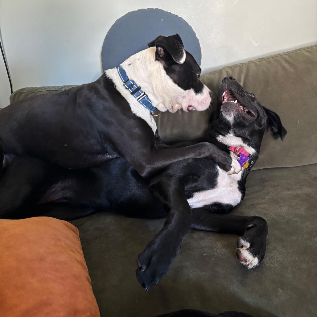 Enlarge Sid, a Adoptable mixed breed in Grand Rapids, MI image 2/6