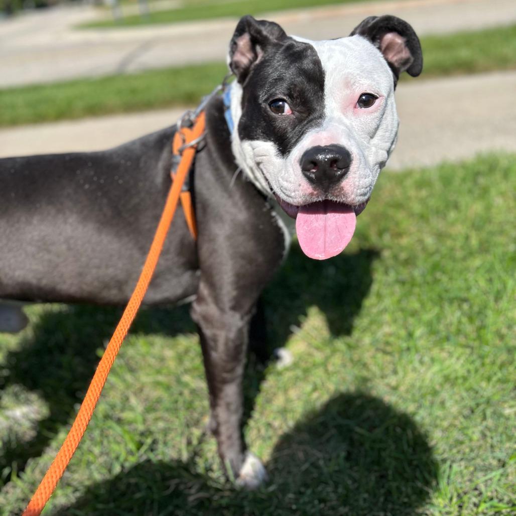 Enlarge Sid, a Adoptable mixed breed in Grand Rapids, MI image 3/6