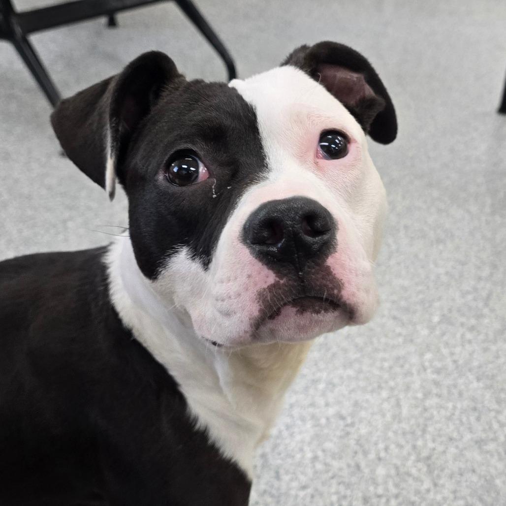 Enlarge Sid, a Adoptable mixed breed in Grand Rapids, MI image 4/6