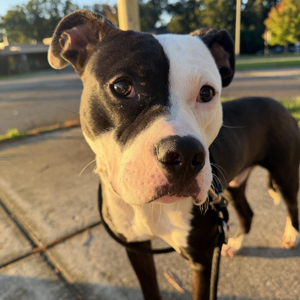Enlarge Sid, a Adoptable mixed breed in Grand Rapids, MI image 5/6