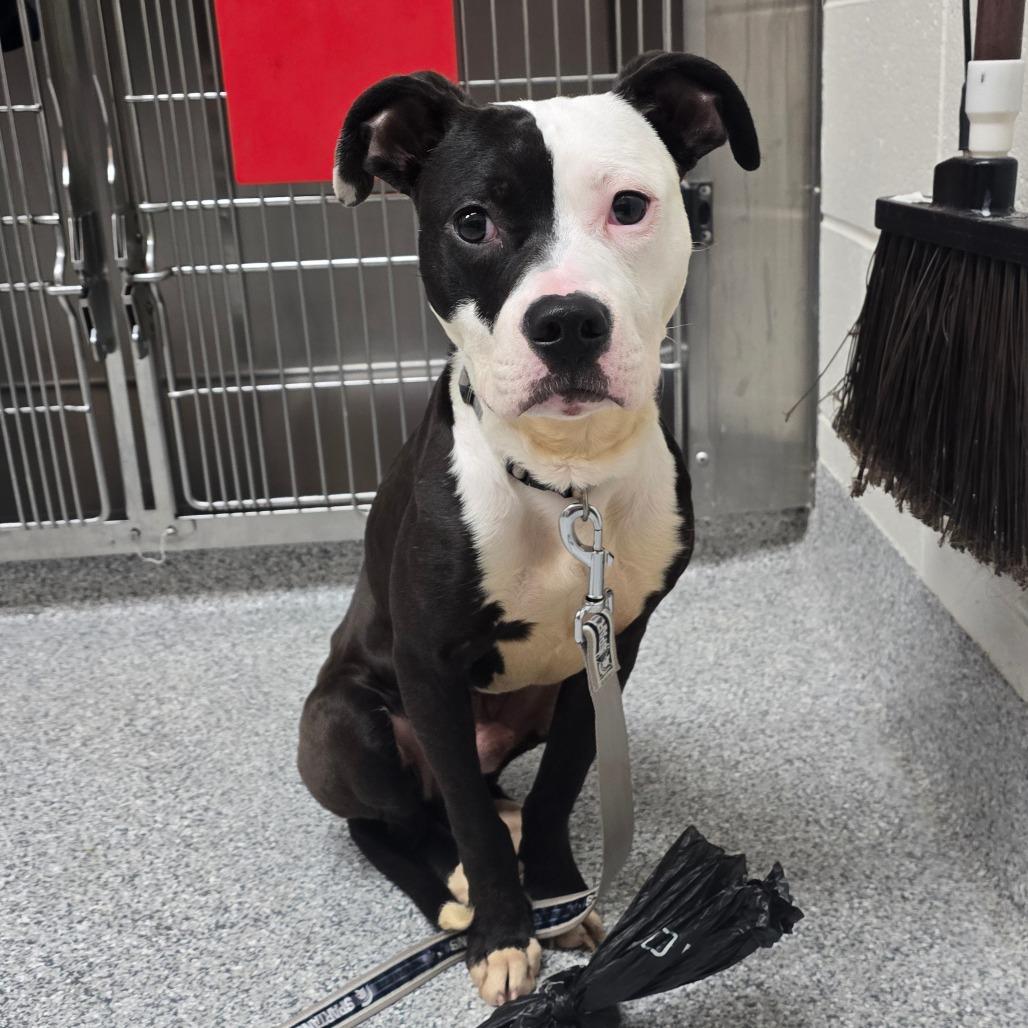 Enlarge Sid, a Adoptable mixed breed in Grand Rapids, MI image 6/6