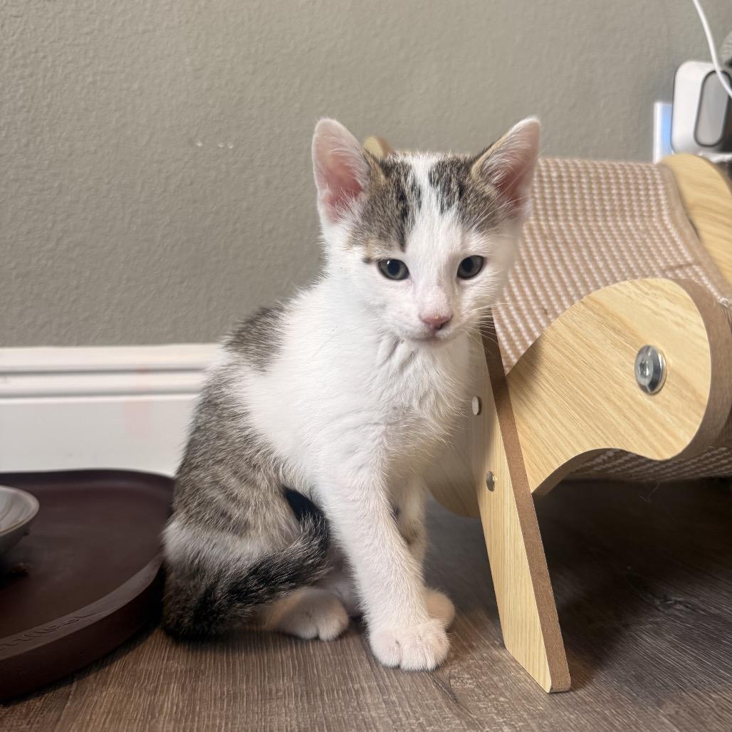 Enlarge Alfie, a Adoptable Domestic Short Hair in Seminole, FL image 1/3