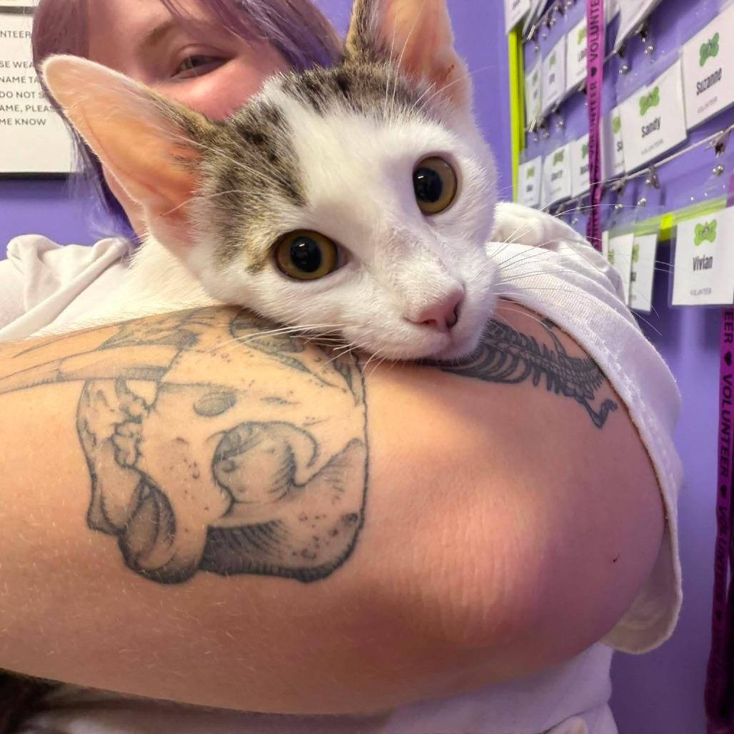 Alfie, Adoptable, Kitten Female Domestic Short Hair.