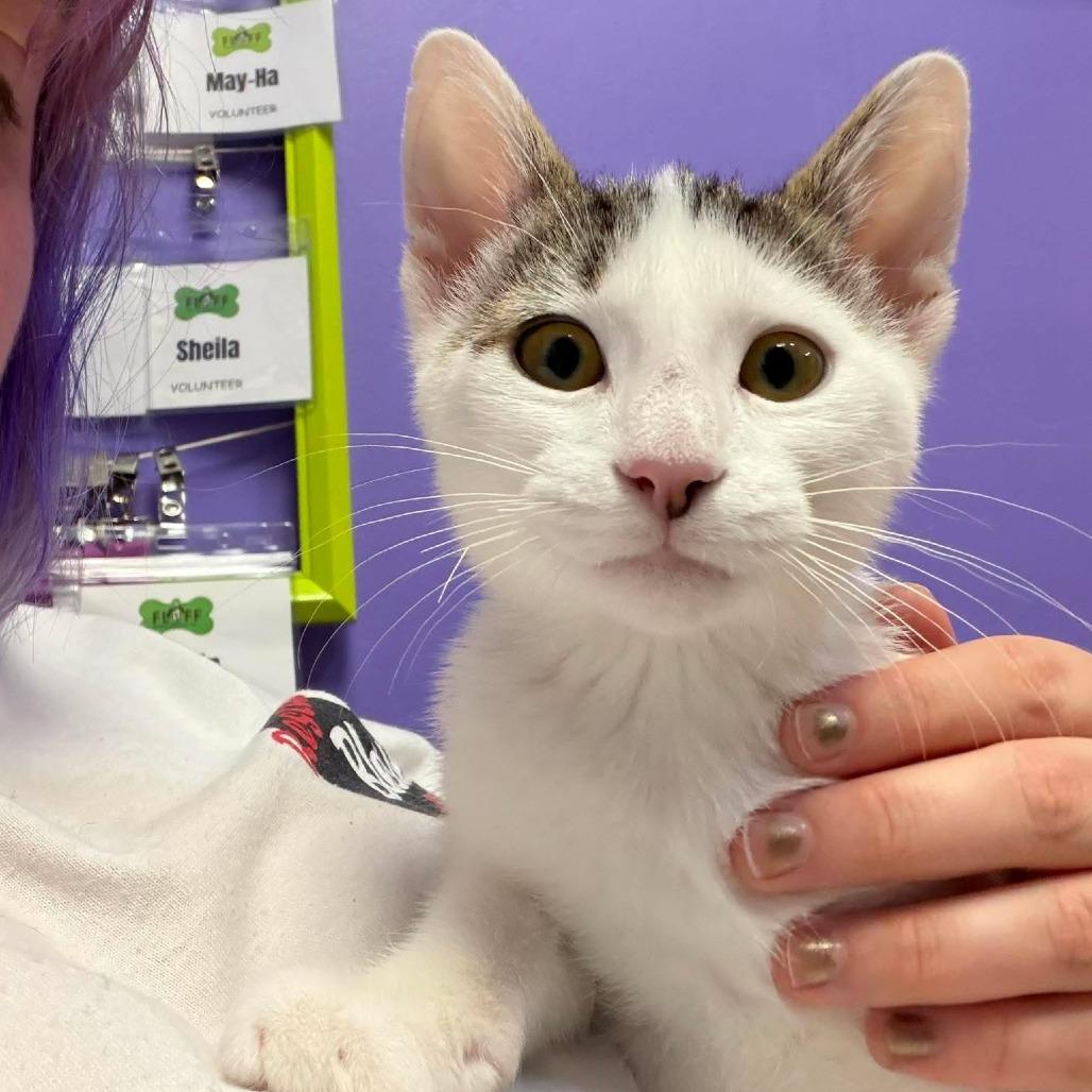 Enlarge Alfie, a Adoptable Domestic Short Hair in Seminole, FL image 2/3