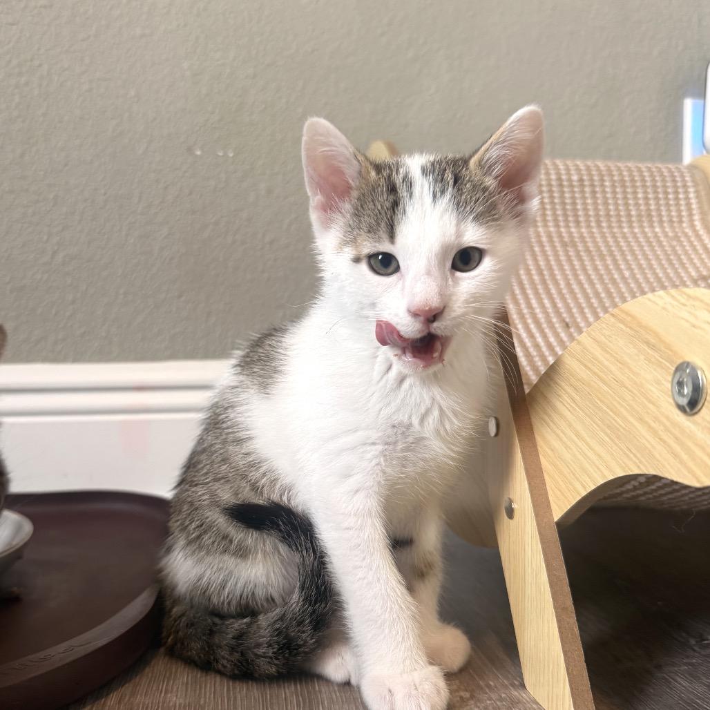 Enlarge Alfie, a Adoptable Domestic Short Hair in Seminole, FL image 2/3
