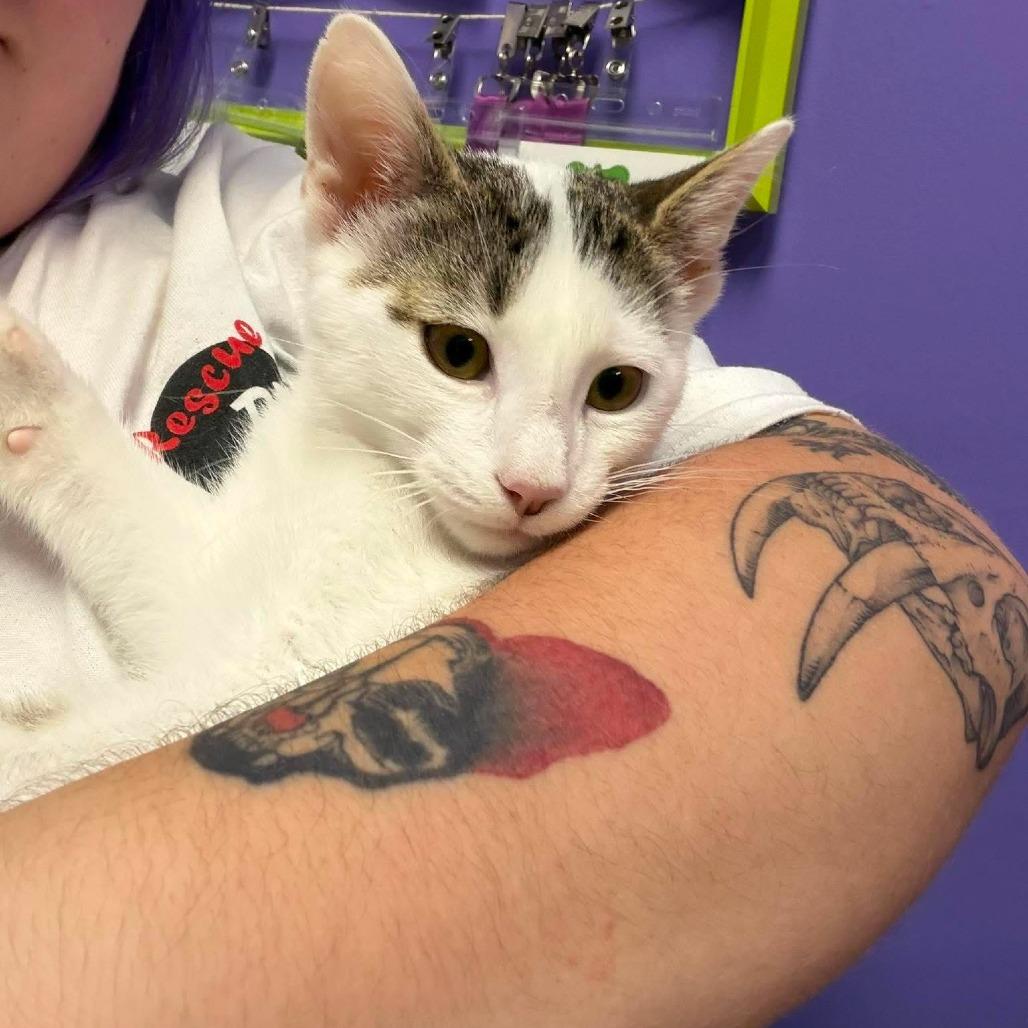 Enlarge Alfie, a Adoptable Domestic Short Hair in Seminole, FL image 3/3