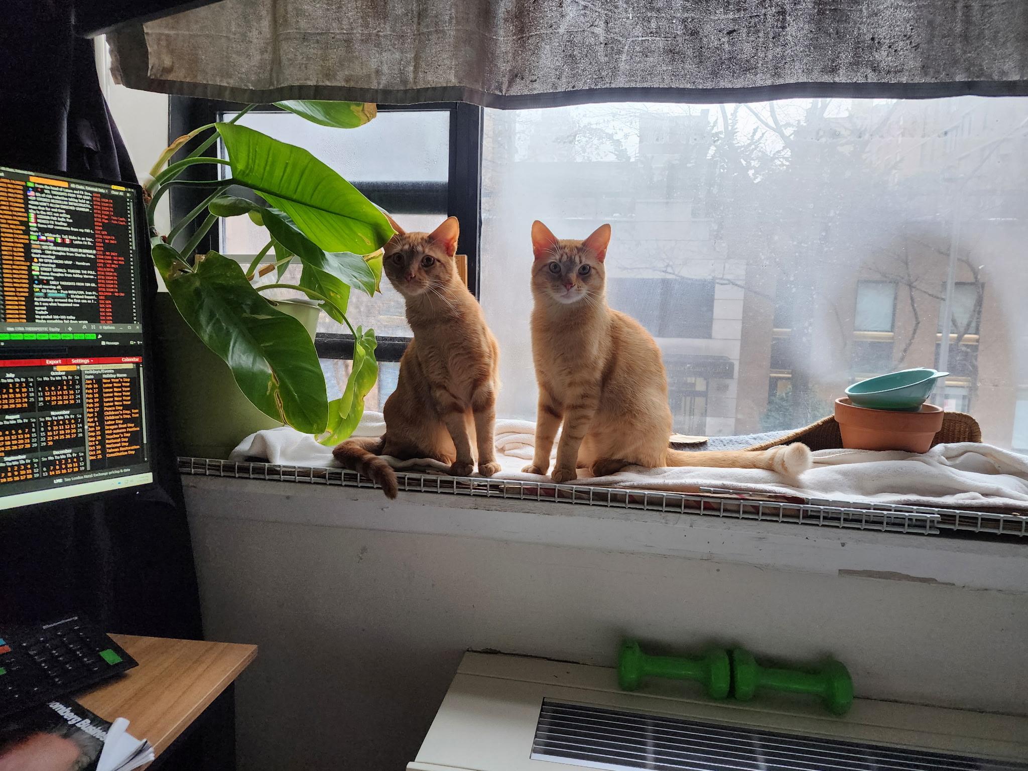 Enlarge Jack and Jacque, a ADOPTABLE Domestic Short Hair in Port Chester, NY image 4/6