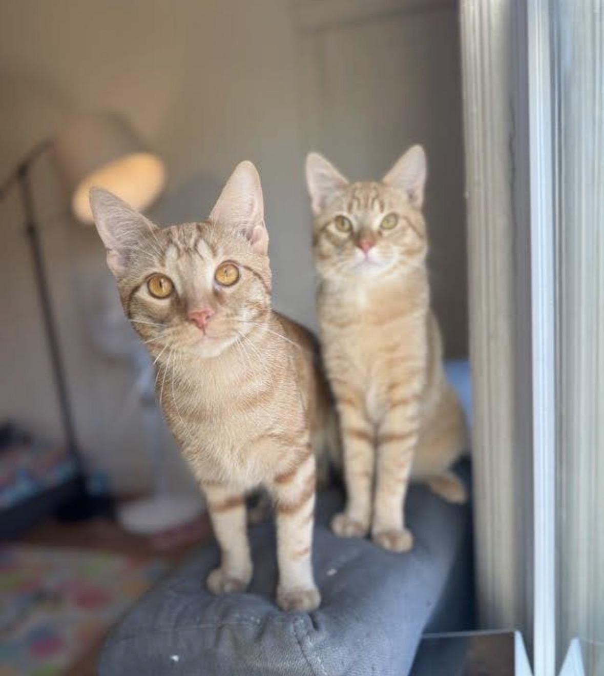 Jack and Jacque, ADOPTABLE, Kitten Male Domestic Short Hair.