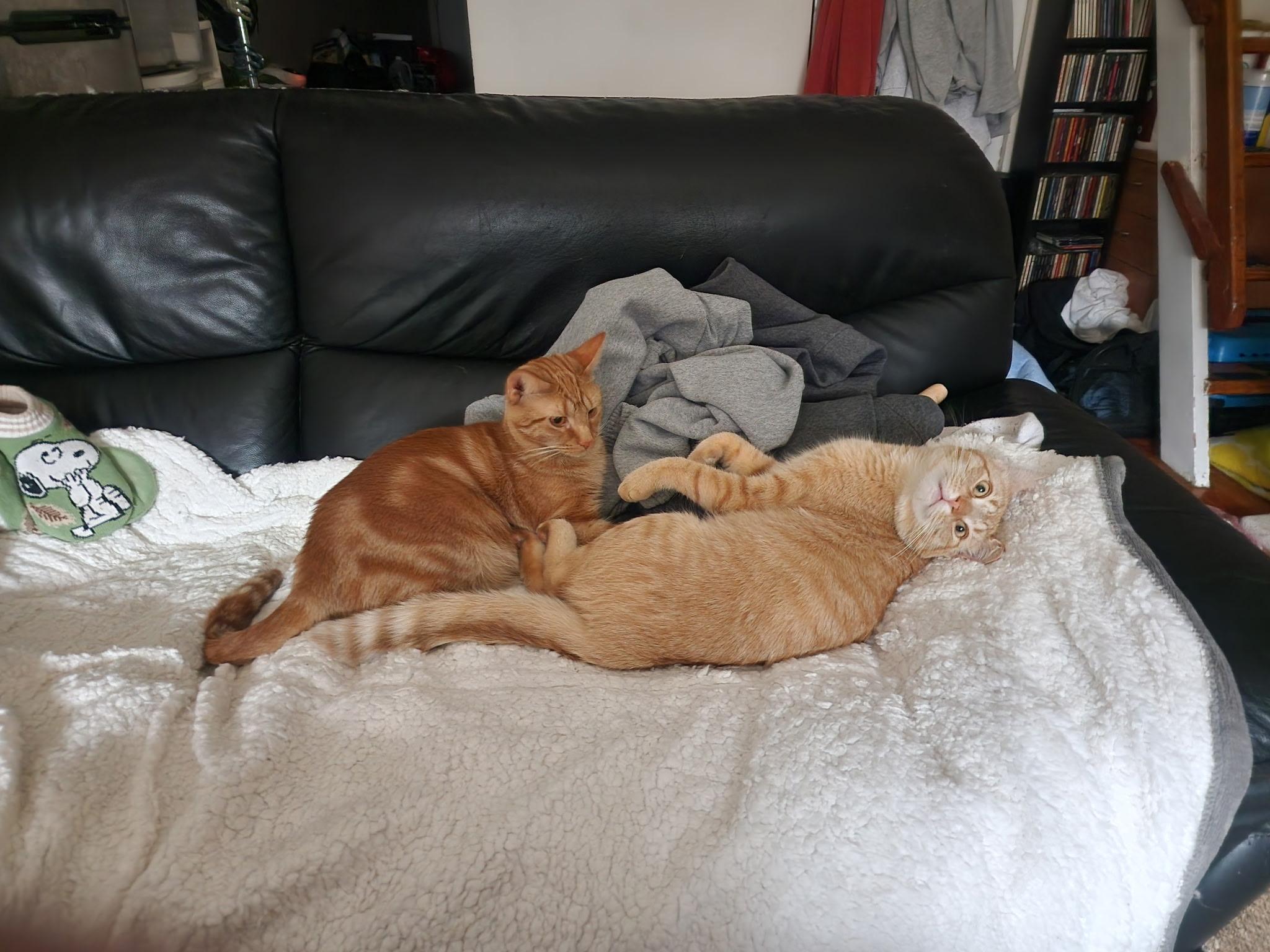 Enlarge Jack and Jacque, a ADOPTABLE Domestic Short Hair in Port Chester, NY image 3/6