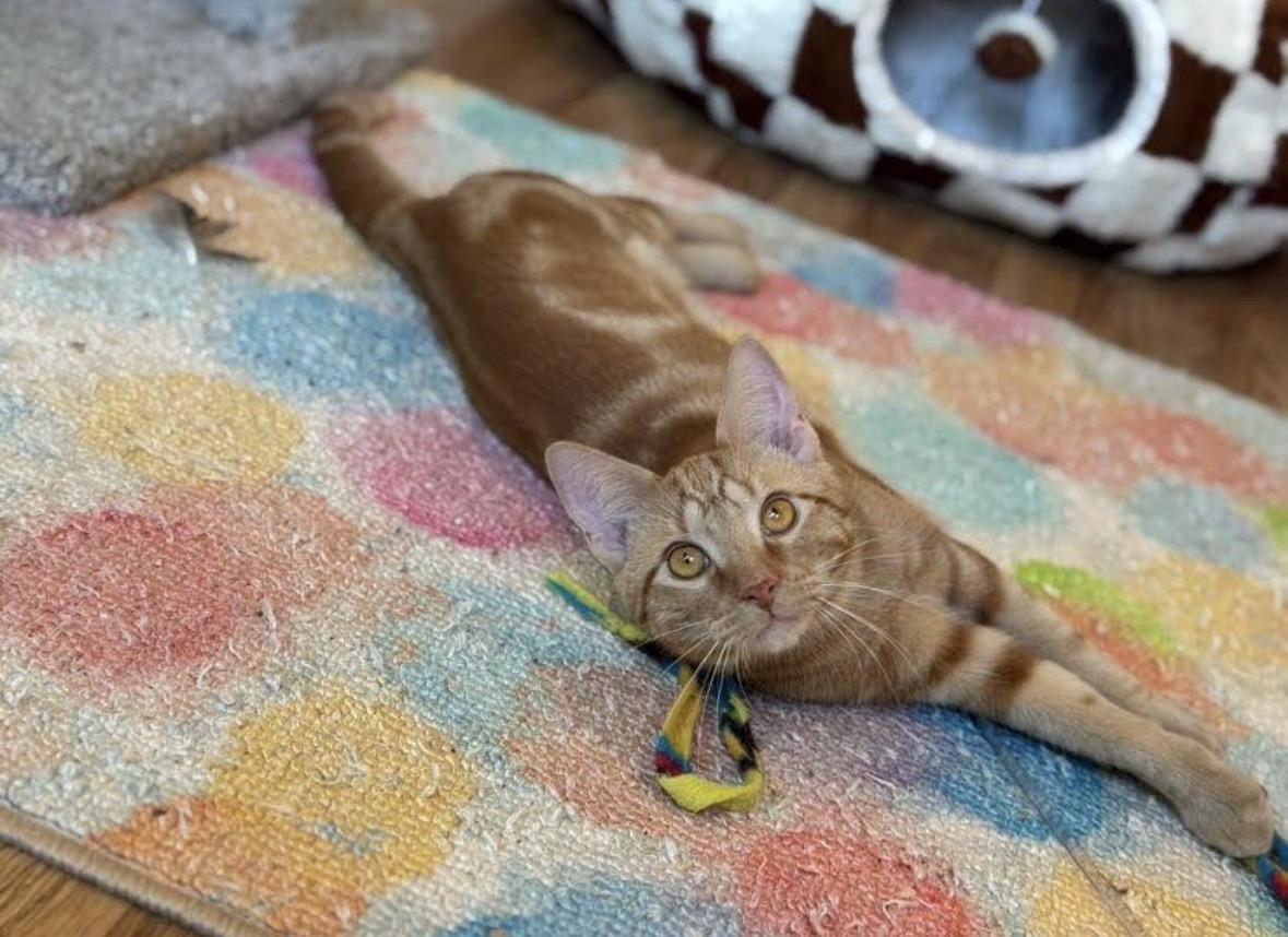 Enlarge Jack and Jacque, a ADOPTABLE Domestic Short Hair in Port Chester, NY image 6/6