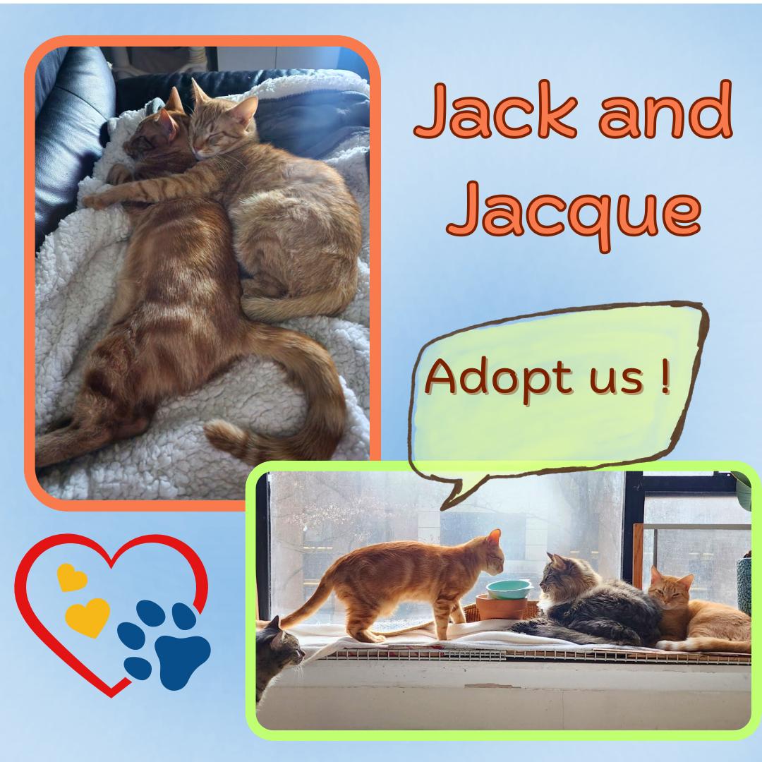Enlarge Jack and Jacque, a ADOPTABLE Domestic Short Hair in Port Chester, NY image 2/6
