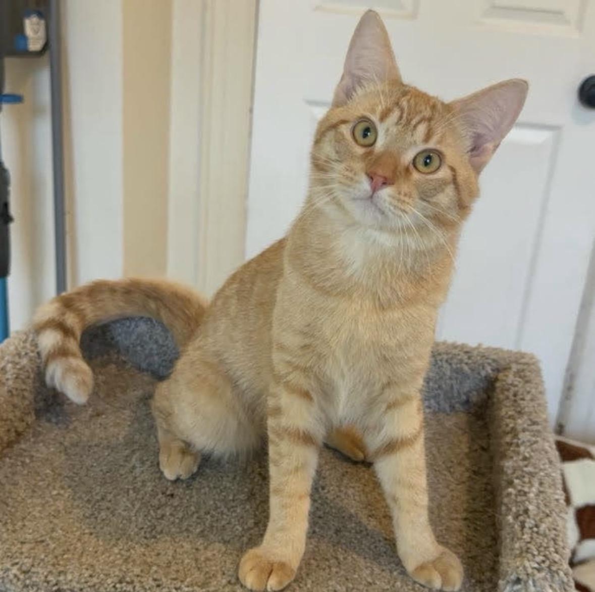 Enlarge Jack and Jacque, a ADOPTABLE Domestic Short Hair in Port Chester, NY image 5/6