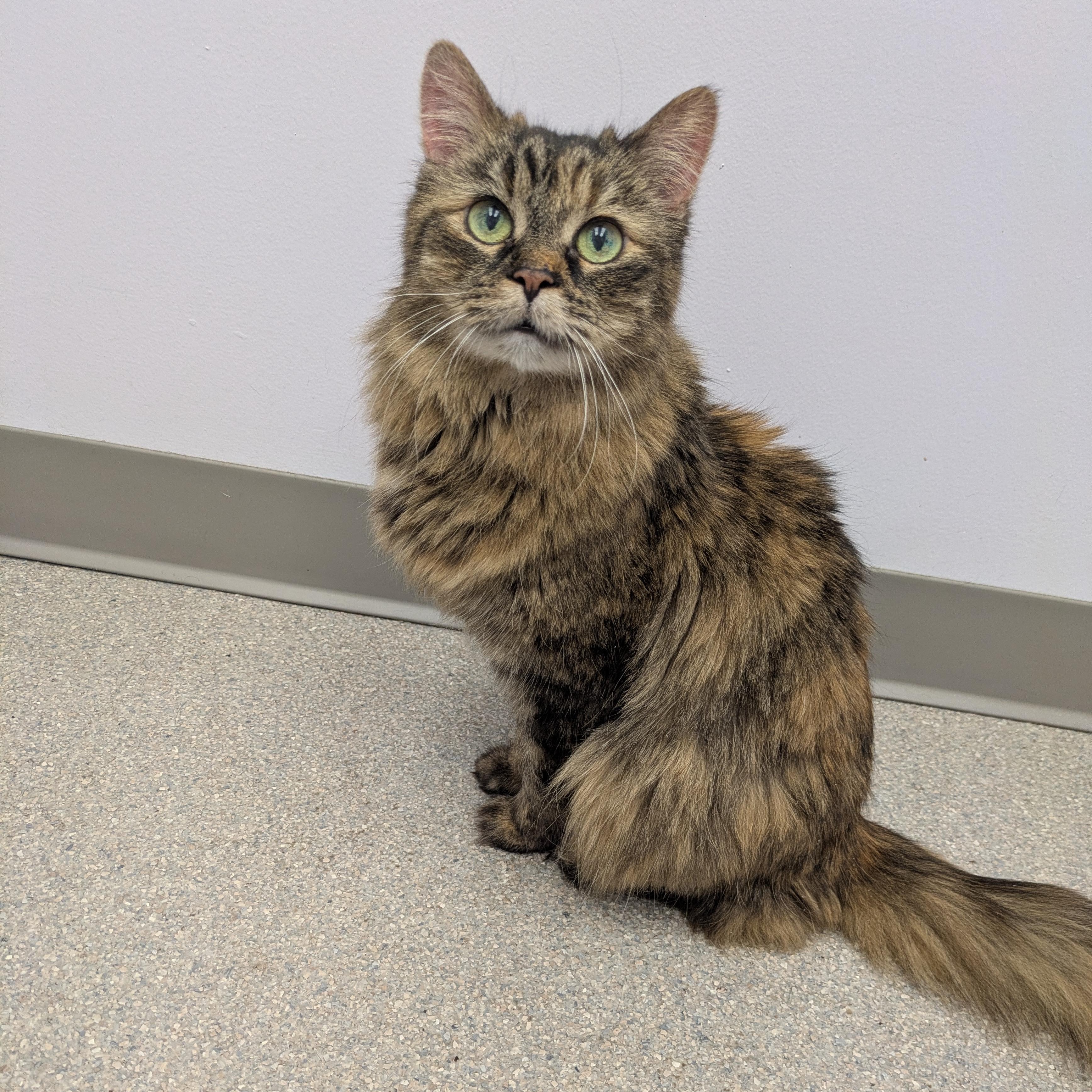 Claire, adoptable, Senior Female Domestic Long Hair.