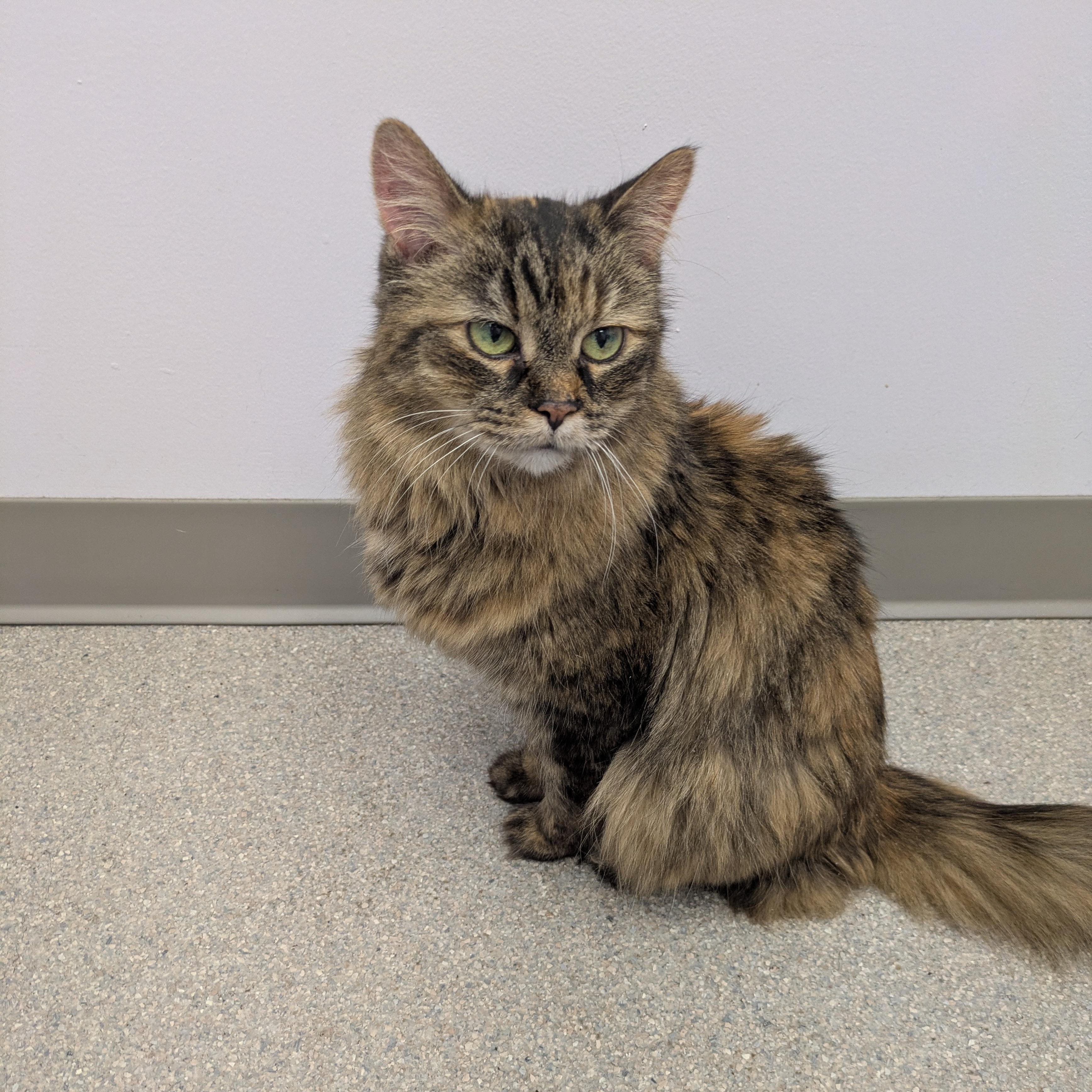 Enlarge Claire, a ADOPTABLE Domestic Long Hair in Royal Oak, MI image 5/6