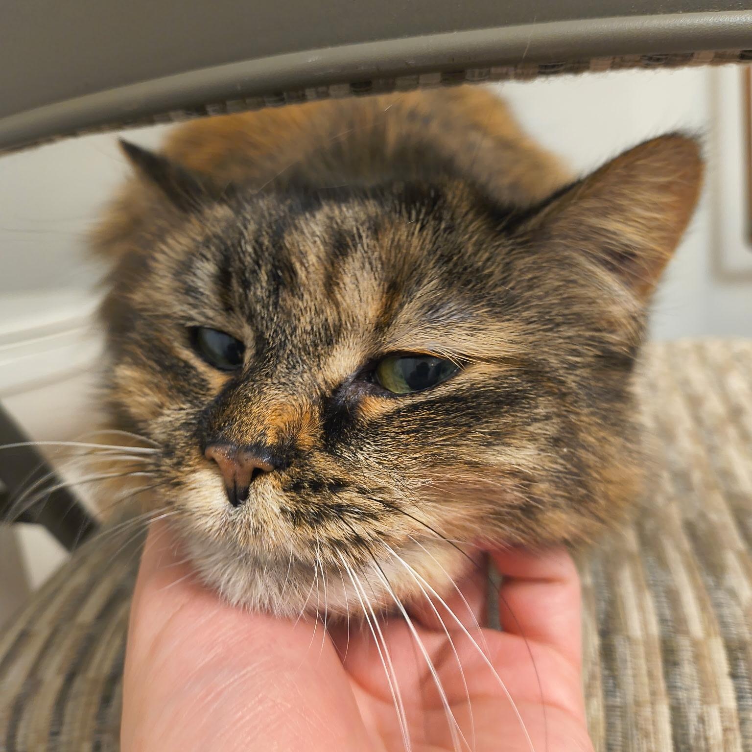 Enlarge Claire, a ADOPTABLE Domestic Long Hair in Royal Oak, MI image 2/6