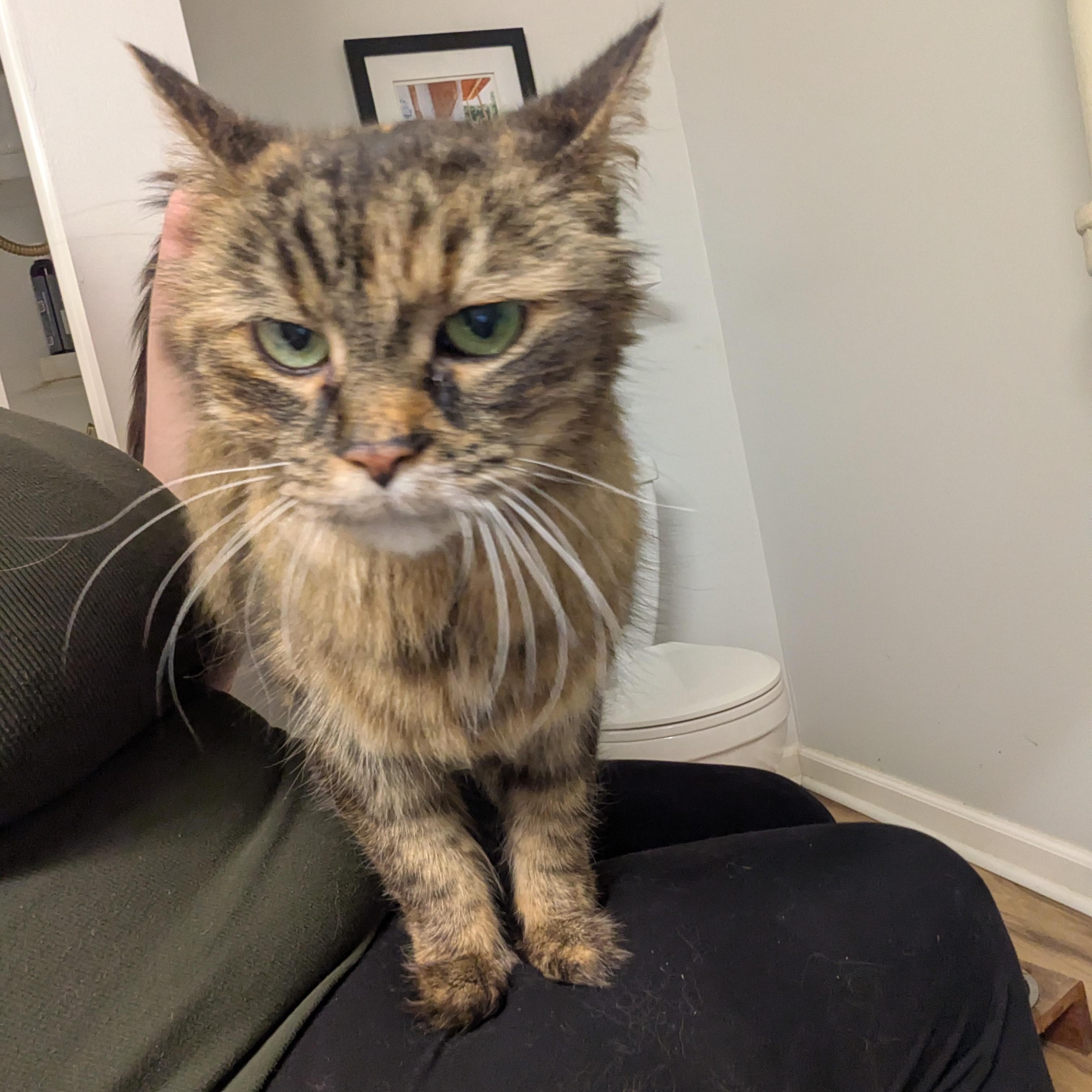 Enlarge Claire, a ADOPTABLE Domestic Long Hair in Royal Oak, MI image 6/6