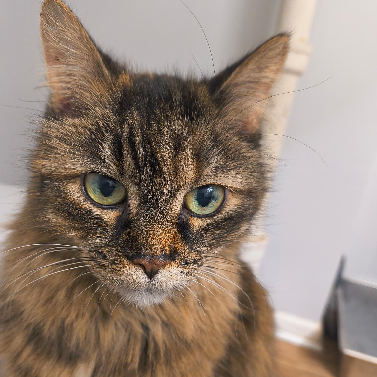 Claire, adoptable, Senior Female Domestic Long Hair.