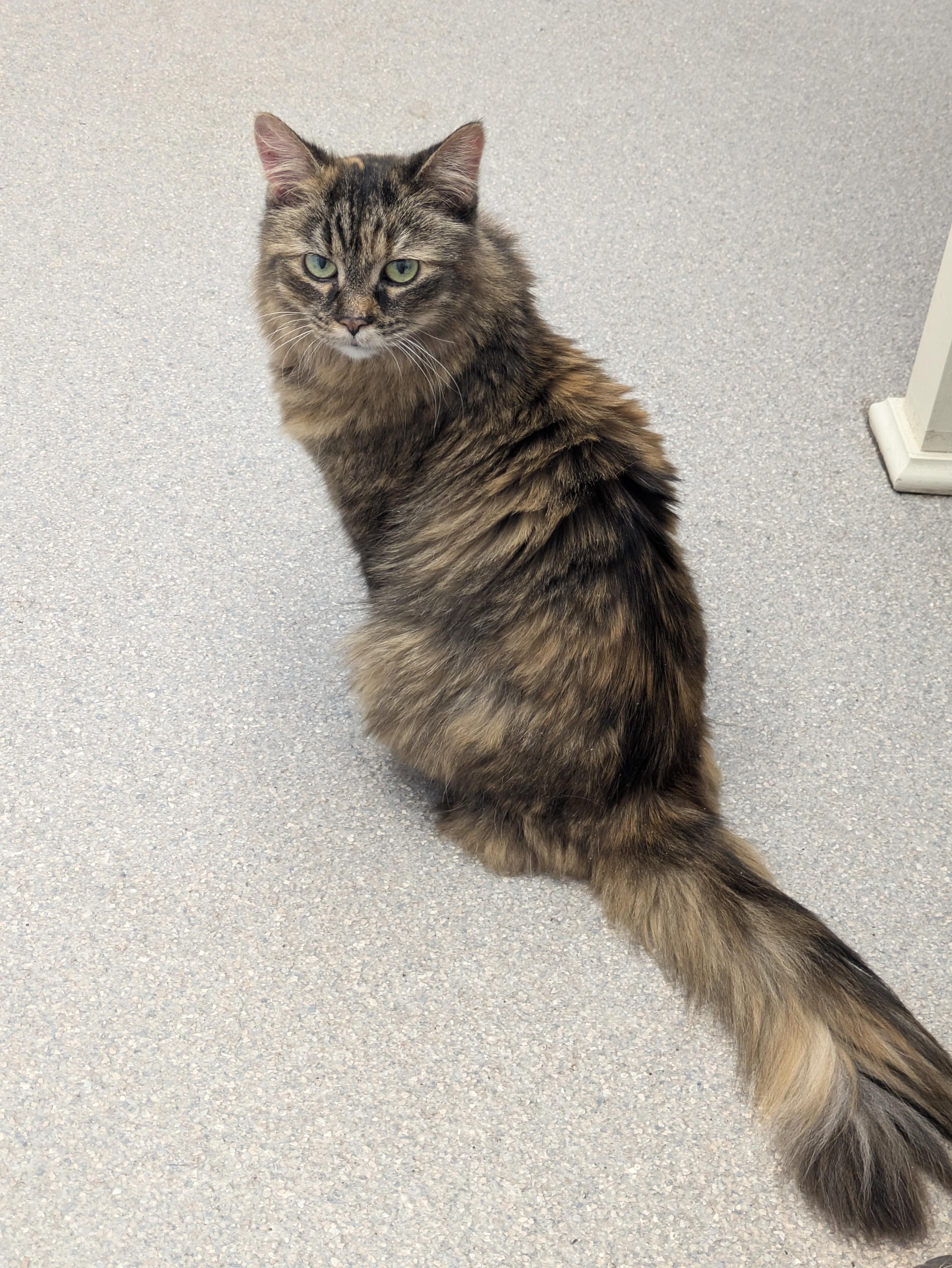 Enlarge Claire, a ADOPTABLE Domestic Long Hair in Royal Oak, MI image 3/6